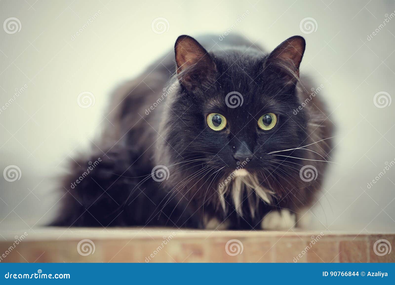 Chat Noir Avec Les Pattes Blanches Photo Stock Image Du Chat Favori