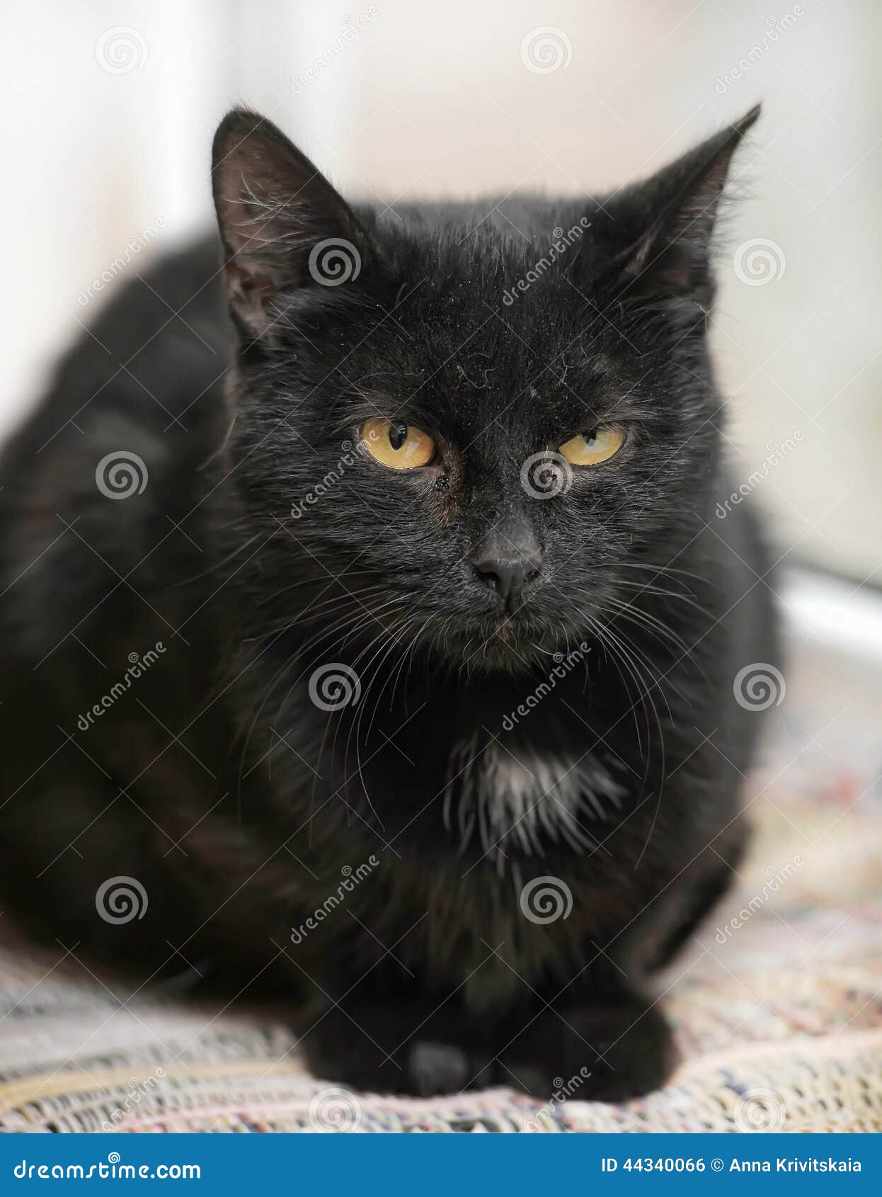 Chat Noir Avec Les Yeux Oranges Photo Stock Image Du Cheveu Gris Chat Noir Avec Les Yeux Oranges Photo Stock Image Du Cheveu Gris