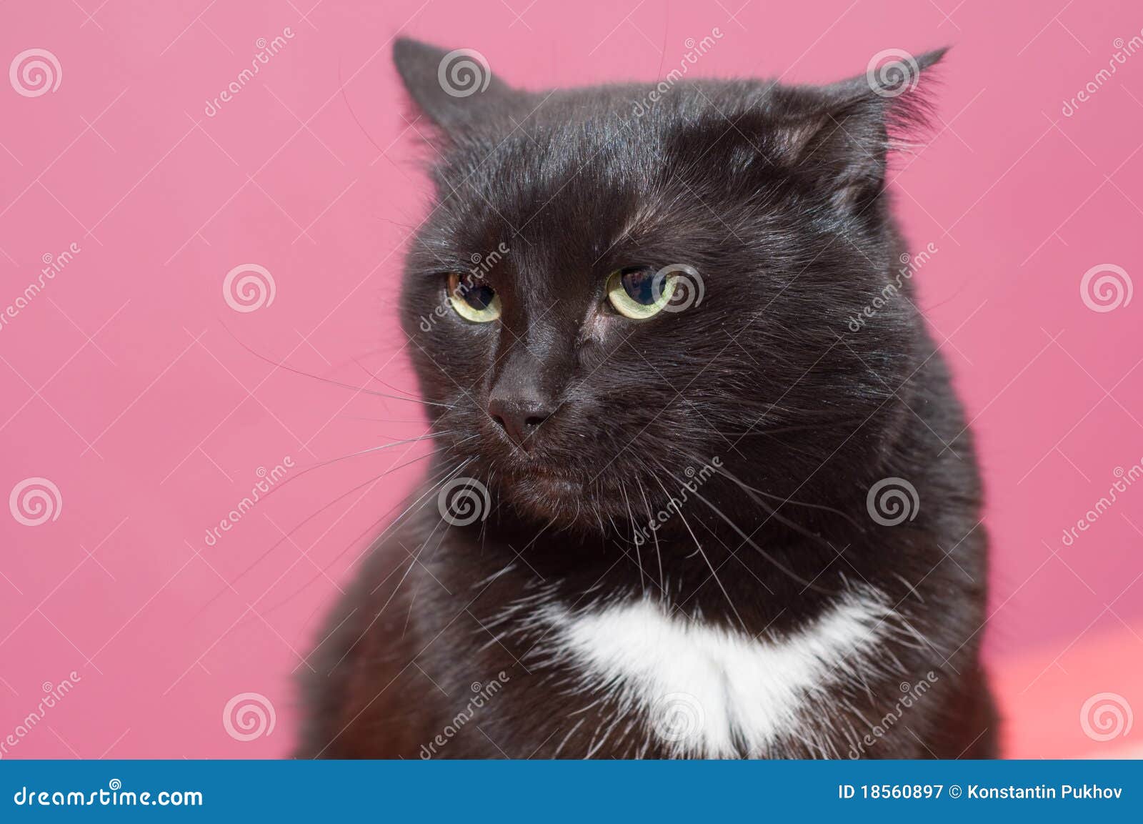 Chat Noir Dans La Colere Image Stock Image Du Curieux Chat Noir Dans La Colere Image Stock Image Du Curieux