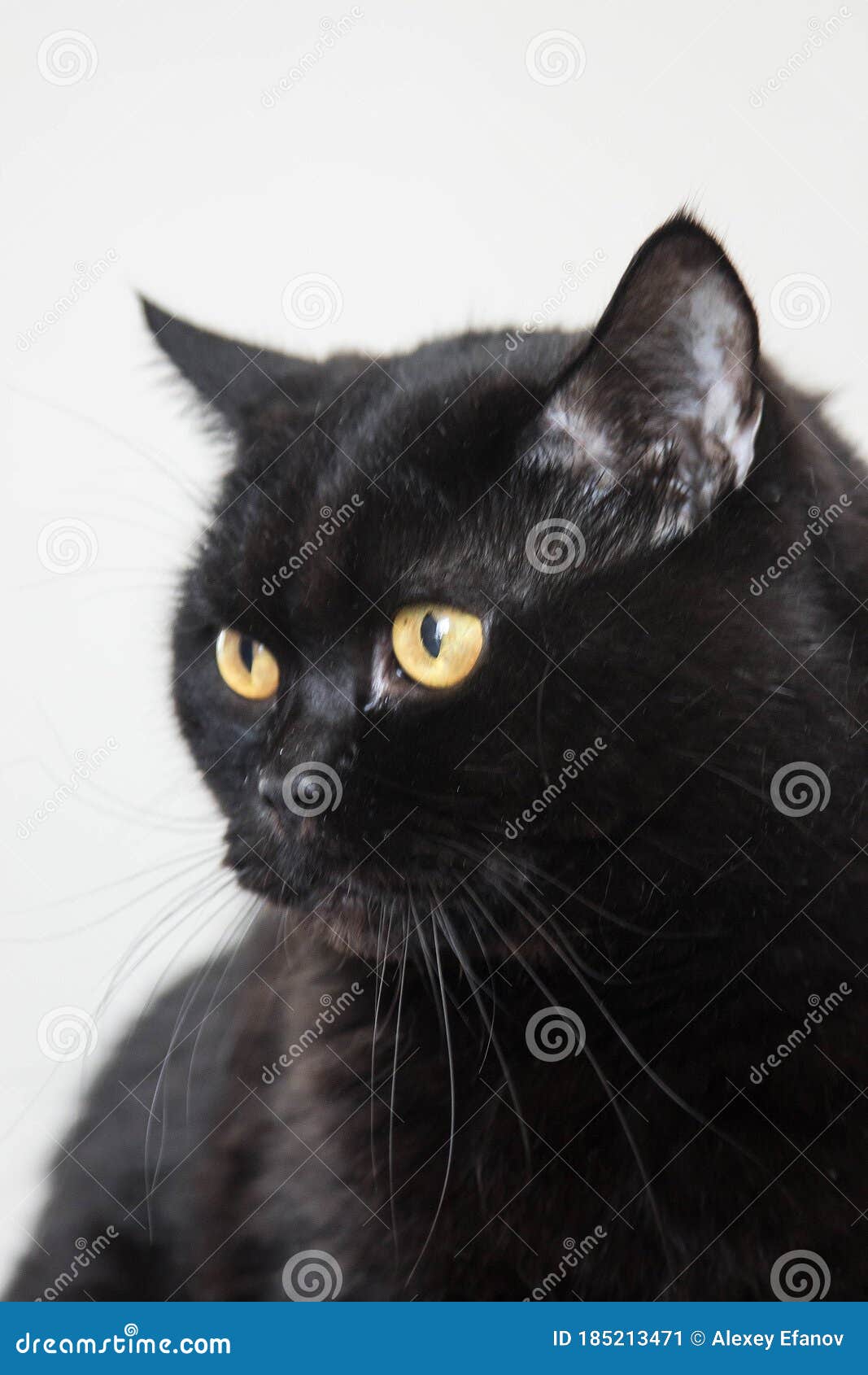 Chat Noir De Race Avec Des Yeux Jaunes Et La Fourrure Lisse Image Stock Image Du Tony Fourrure Chat Noir De Race Avec Des Yeux Jaunes Et La Fourrure Lisse Image Stock Image Du Tony Fourrure