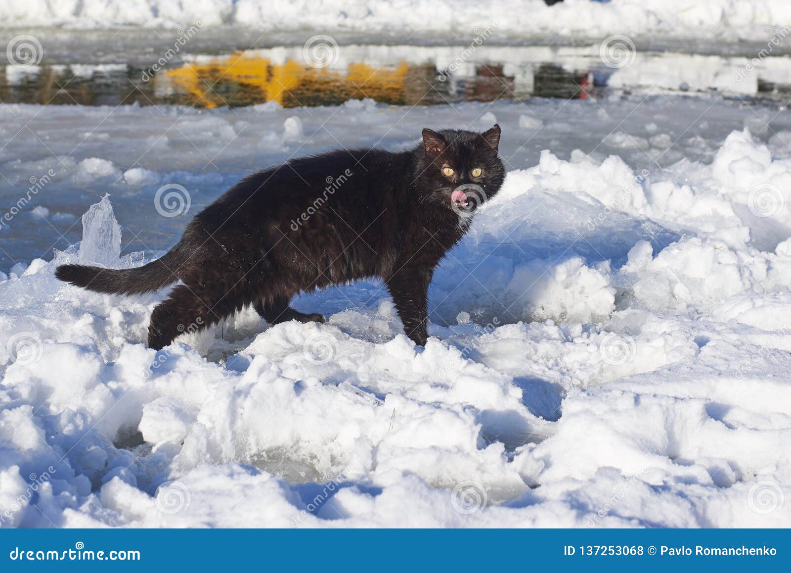 Chat Noir Drole Dans Une Derive Profonde De Neige Un Jour D Hiver Photo Stock Image Du Charmer Animal Chat Noir Drole Dans Une Derive Profonde De Neige Un Jour D Hiver Photo Stock Image Du Charmer Animal