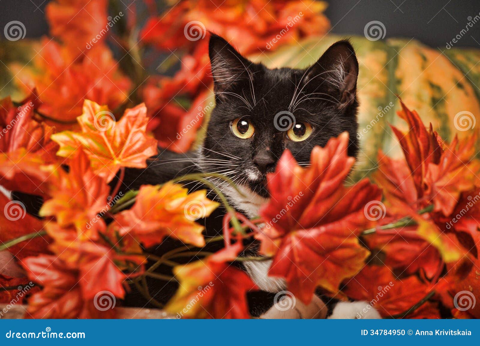 3 325 Chat Europeen Noir Et Blanc Photos Libres De Droits Et Gratuites De Dreamstime