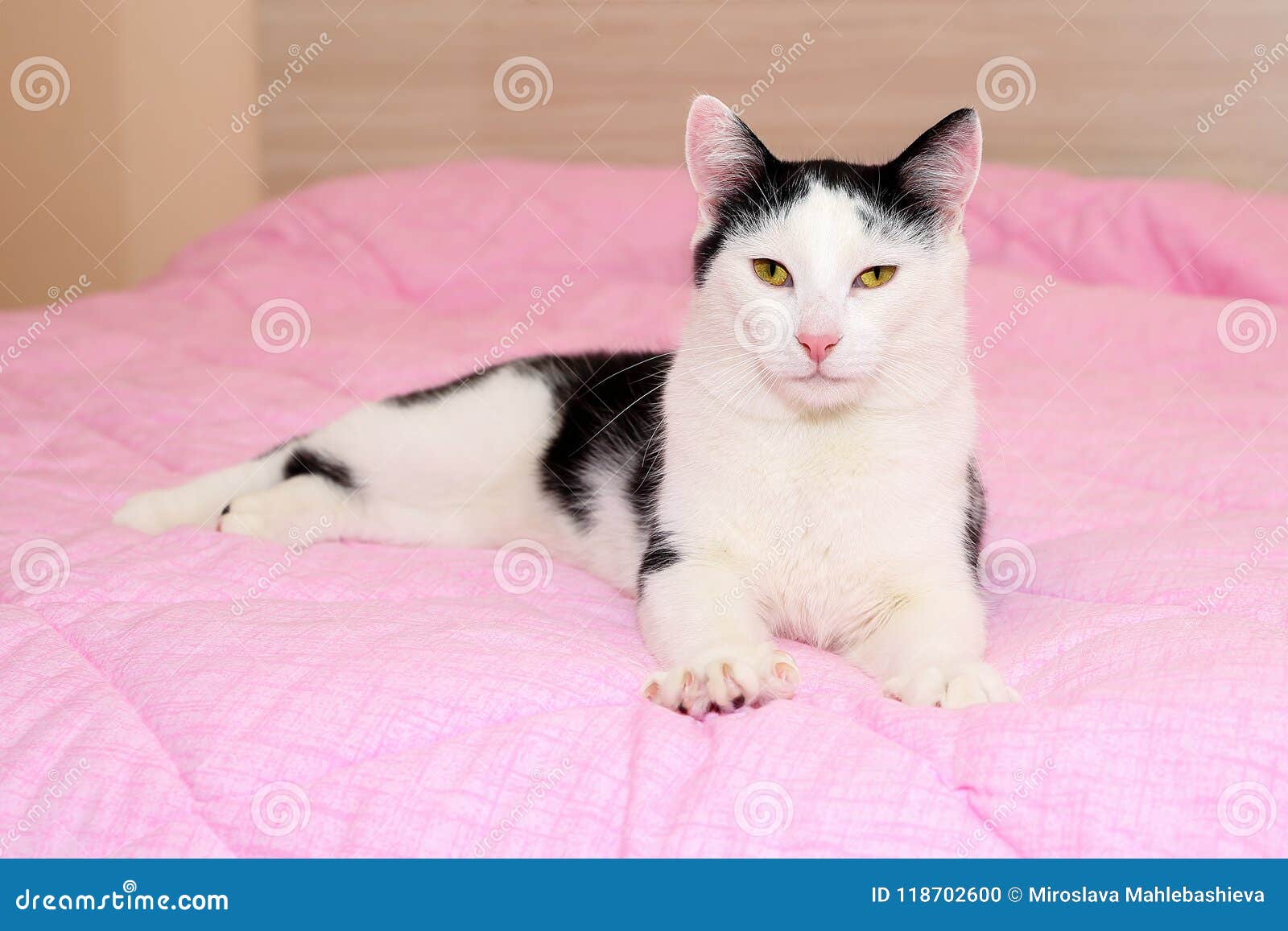 Chat Noir Et Blanc Domestique Avec De Beaux Yeux Jaunes Et Nez Rose Malaxant Sur Une Couverture Rose Race Melangee Par Shorthair Photo Stock Image Du Griffes Beau Chat Noir Et Blanc Domestique Avec De Beaux Yeux Jaunes Et Nez Rose Malaxant Sur Une Couverture Rose Race Melangee Par Shorthair Photo Stock Image Du Griffes Beau