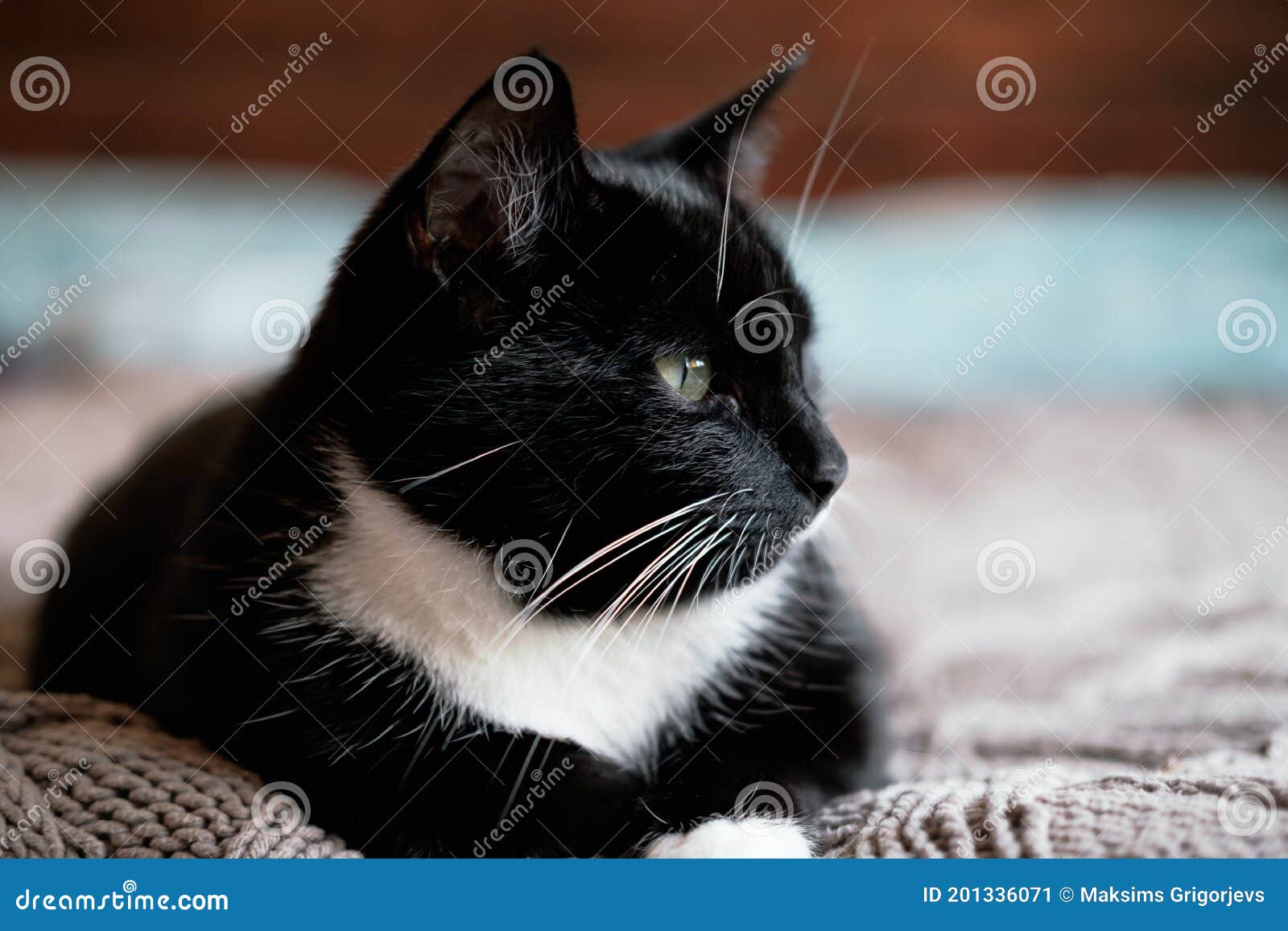 Chat Noir Et Blanc Pelucheux De Dormir Avec Les Yeux Verts Repose