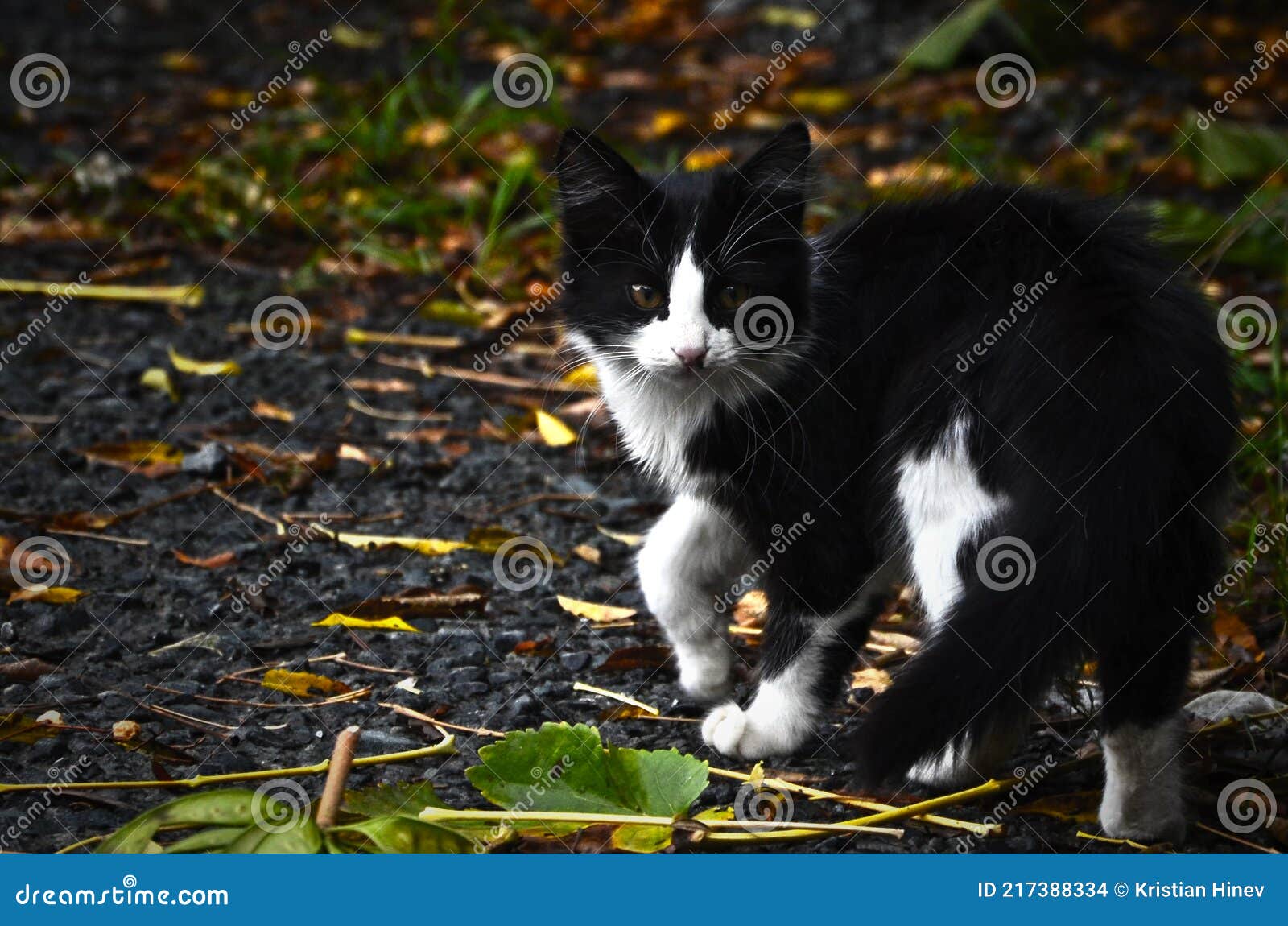 Chat Noir Et Blanc Prudent Photo Stock Image Du Observe Chat Noir Et Blanc Prudent Photo Stock Image Du Observe