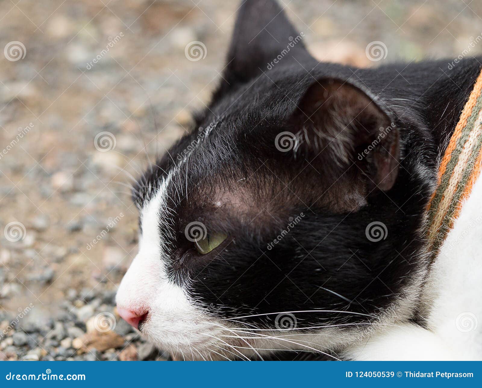 Chat Noir Et Blanc Se Trouvant Sur Le Plancher Semblant En