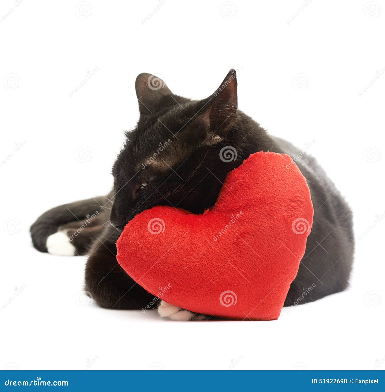 Chat Noir Et Coeur Rouge Photo Stock Image Du Rêve