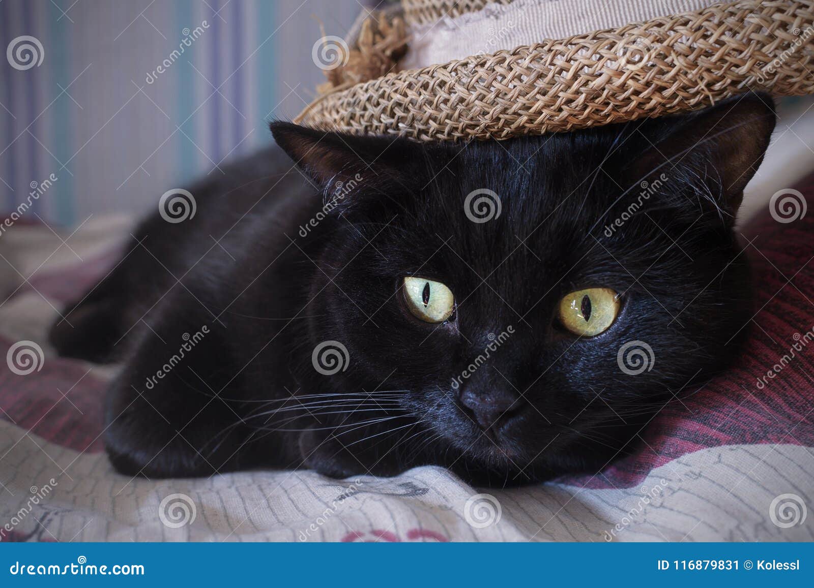 Chat Noir Et Un Chapeau De Paille Image Stock Image Du Chat Chapeau Chat Noir Et Un Chapeau De Paille Image Stock Image Du Chat Chapeau