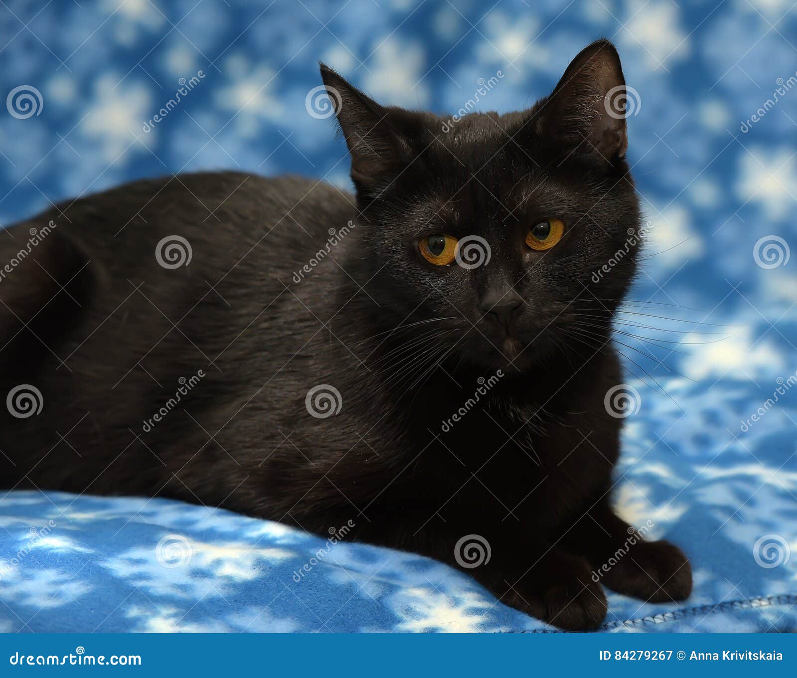 Chat Noir Les Anglais Image Stock Image Du Gros Américain