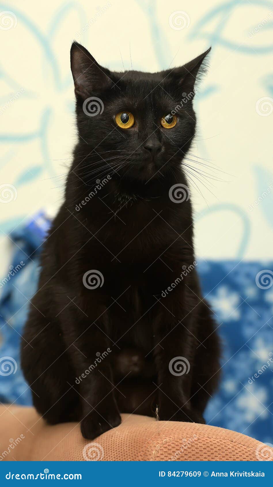 Chat Noir Les Anglais Image Stock Image Du Maison Chat