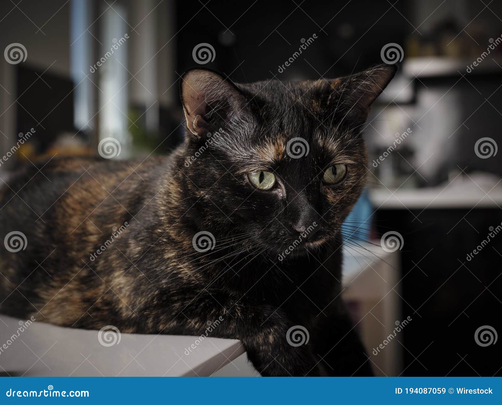 Chat Noir Marron Et Mignon Avec Les Yeux Verts Reposant Sur Le Comptoir Image Stock Image Du Animaux Chats Chat Noir Marron Et Mignon Avec Les Yeux Verts Reposant Sur Le Comptoir Image Stock Image Du Animaux Chats