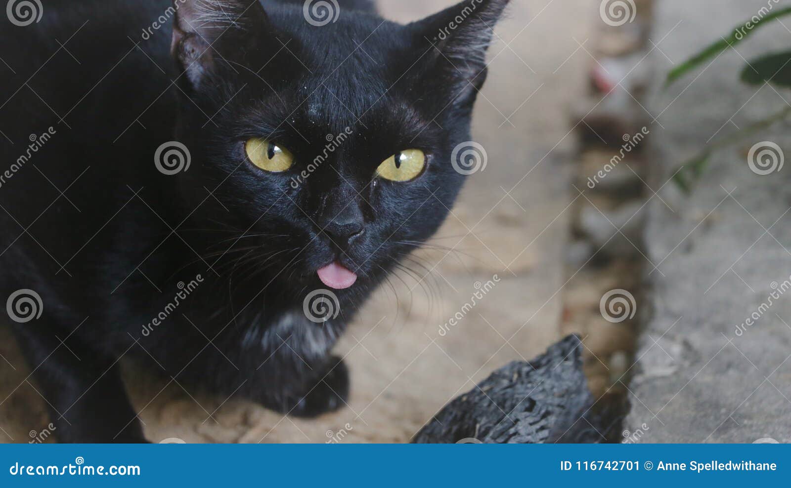 Chat Noir Mignon Avec La Langue Tout En Prenant Des Photos Serie Image Stock Image Du Fond Mauvais Chat Noir Mignon Avec La Langue Tout En Prenant Des Photos Serie Image Stock Image Du Fond Mauvais
