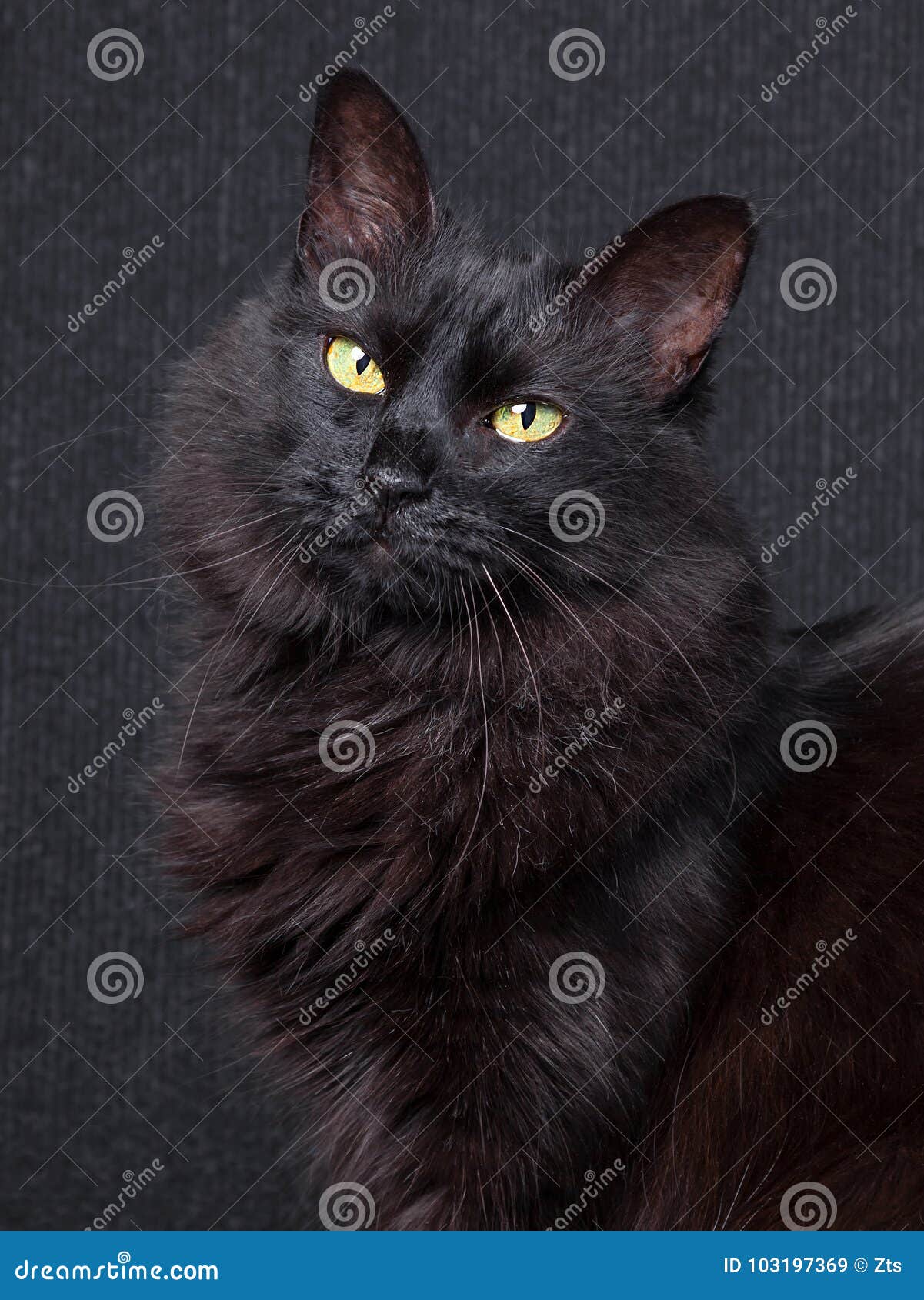 Chat Noir Mignon Se Reposant Dans Le Profil Regardant L Appareil Photo Avec Les Yeux Somnolents Sur Un Fond Fonce Image Stock Image Du Longtemps Garnitures