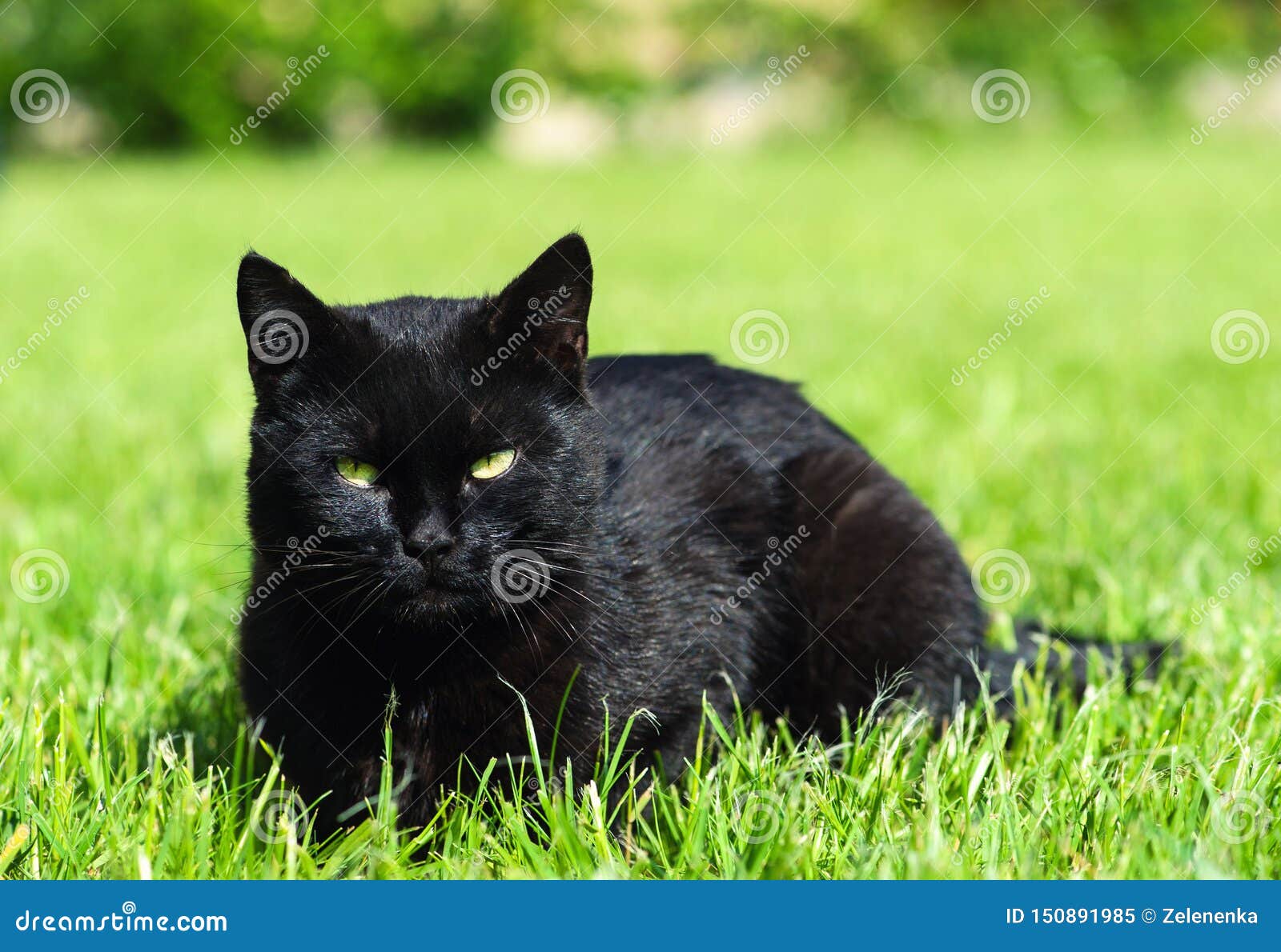 Chat Noir Sur Le Fond Vert Image Stock Image Du Jeune Chat Noir Sur Le Fond Vert Image Stock Image Du Jeune