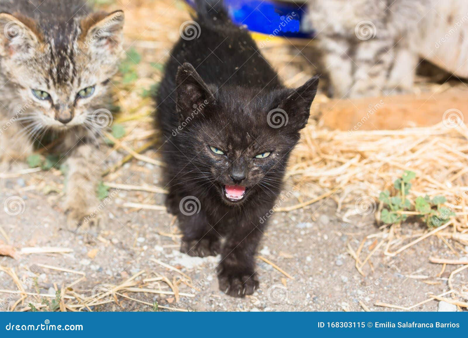 Chat Noir Tres En Colere Et Agressif Image Stock Image Du Paix Domestique Chat Noir Tres En Colere Et Agressif Image Stock Image Du Paix Domestique