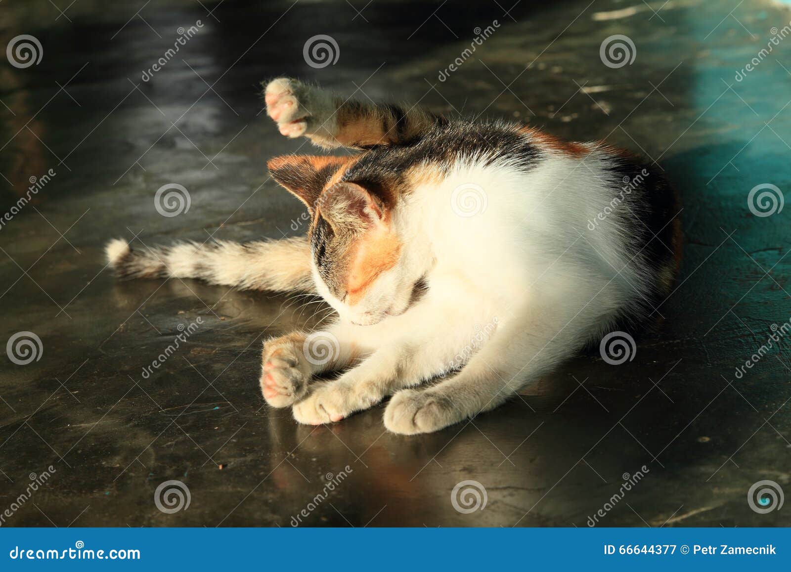 Chat Orange Et Noir Et Blanc Image Stock Image Du Femelle Animal