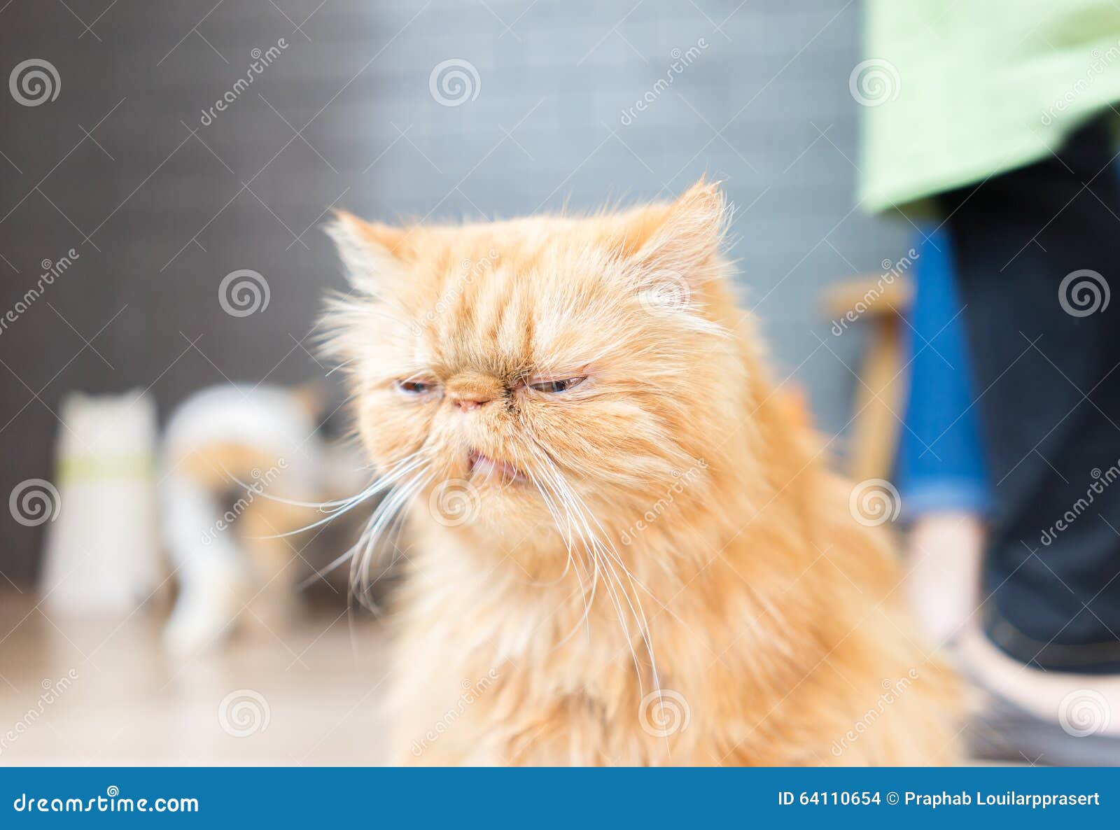 Chat Persan Photo Stock Image Du Caracterise Chevelu