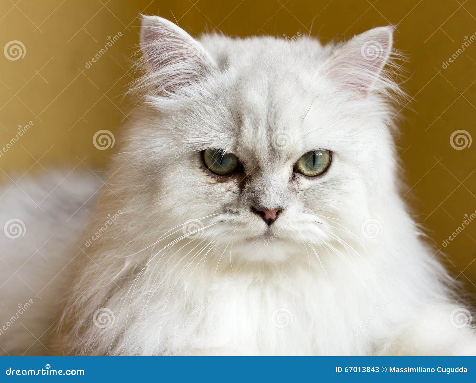 Chat Persan De Chinchilla Image Stock Image Du Fourrure