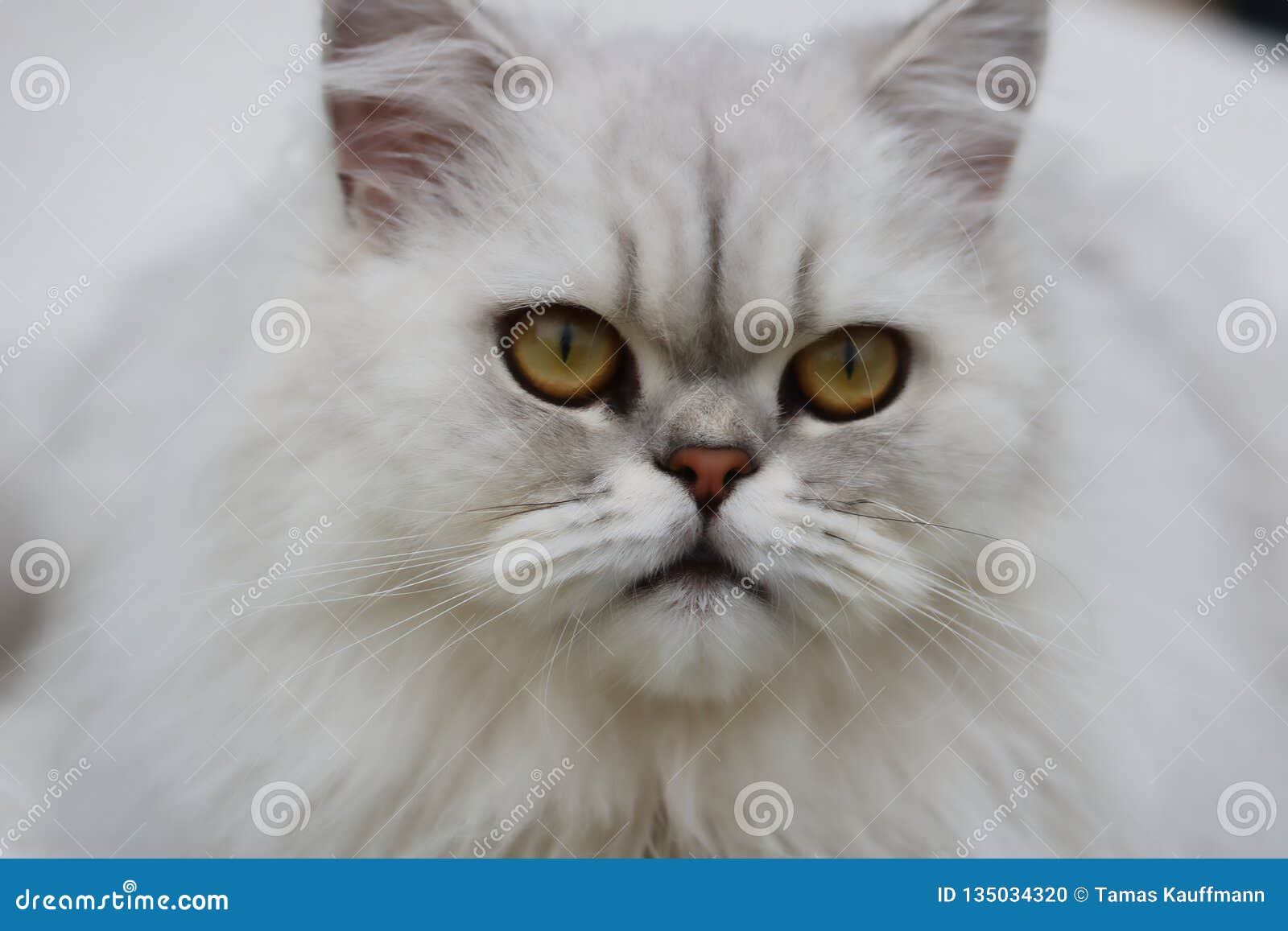 Chat Persan De Chinchilla Dans Le Jardin Photo Stock Image Du Fourrure Chat Chat Persan De Chinchilla Dans Le Jardin Photo Stock Image Du Fourrure Chat