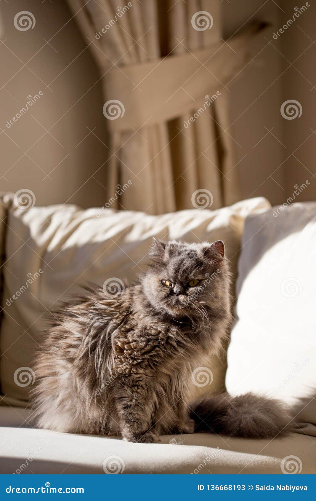 Chat Persan Gris Dans L Interieur Beige Image Stock Image Du Domestique Chat