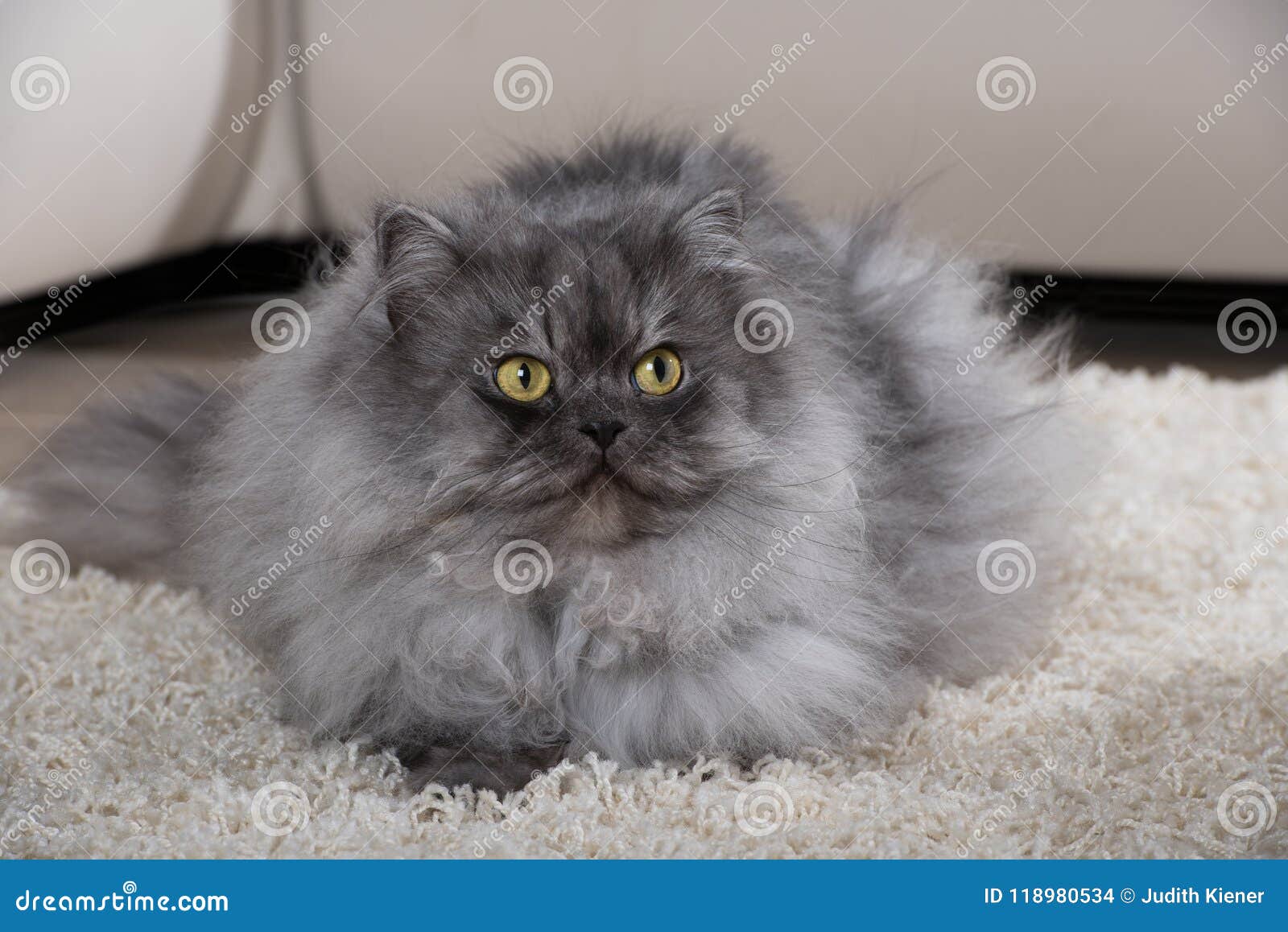 Chat Persan Gris Sur Un Tapis Photo Stock Image Du