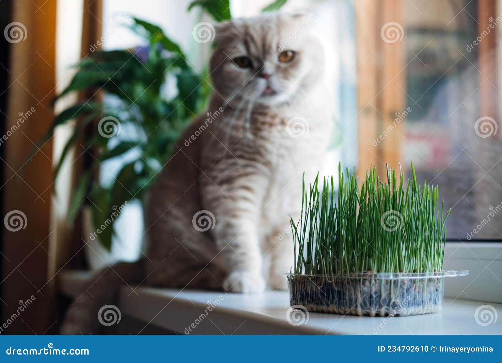 Graines d'herbe à chat (orge)