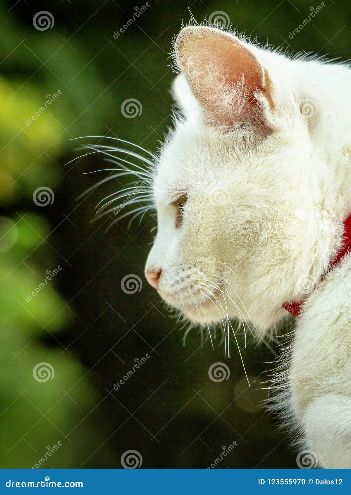 Chat Profil Du Chat Blanc Avec Le Fond Vert Photo Stock Image Du Facial Couche