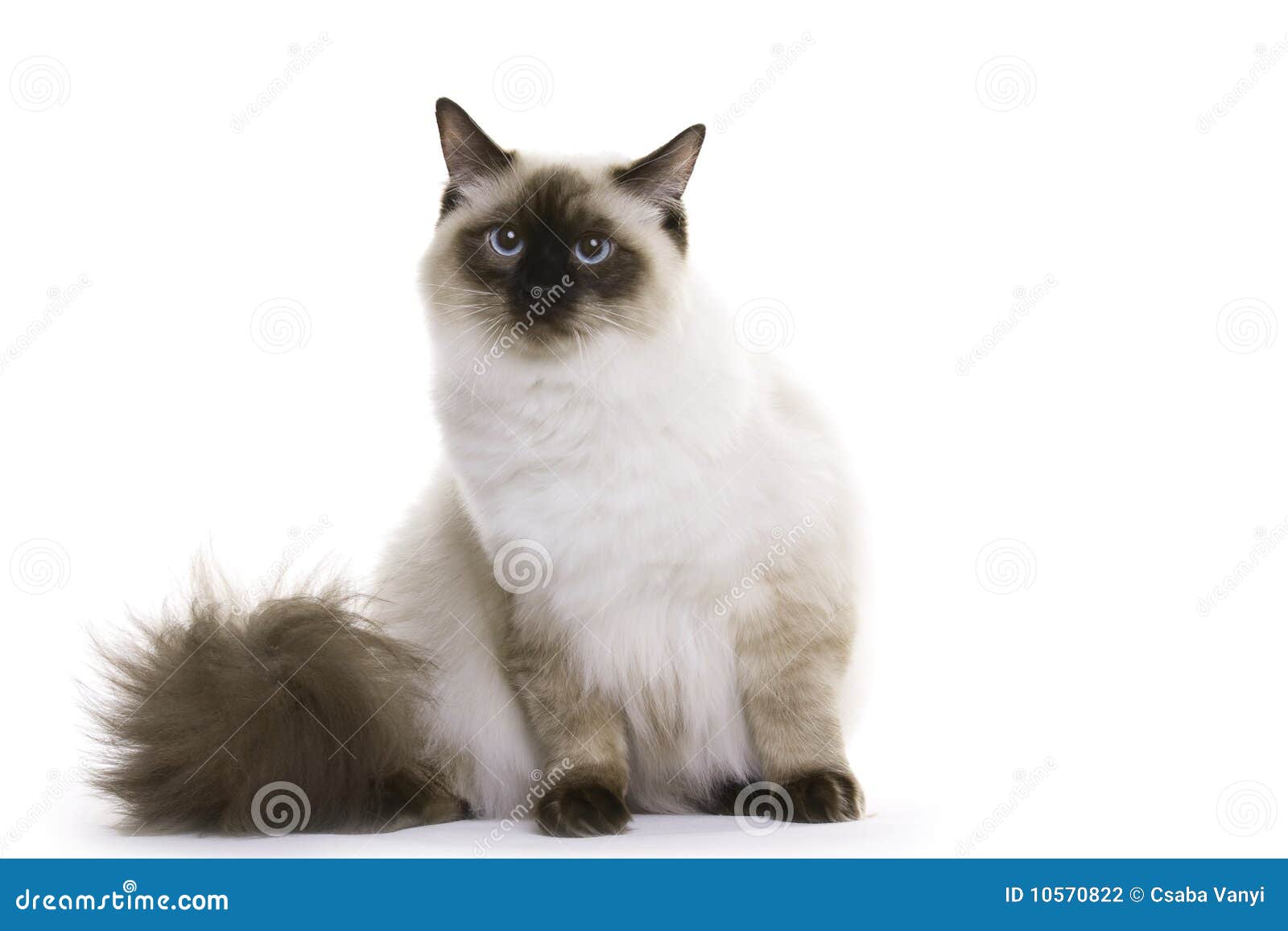 Chat, Ragdoll photo stock. Image du poilu, charmer, mignon - 10570822