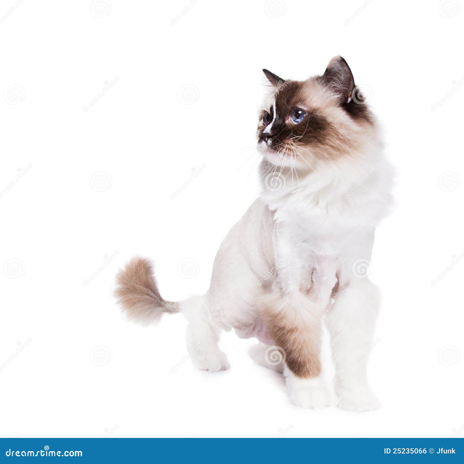 Chat Rase Photo Stock Image Du Rase Chat