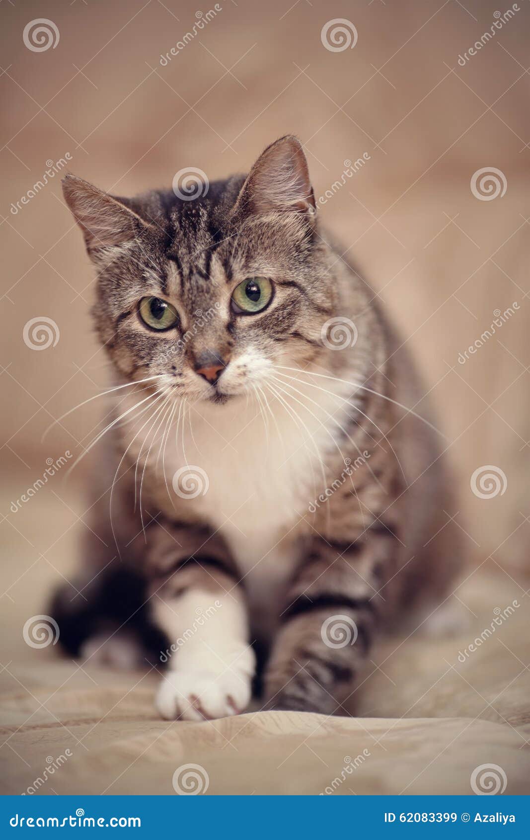 Chat Raye Gris Avec Des Yeux Verts Et Une Patte Blanche Image Stock Image Du Oreille Patte 6399