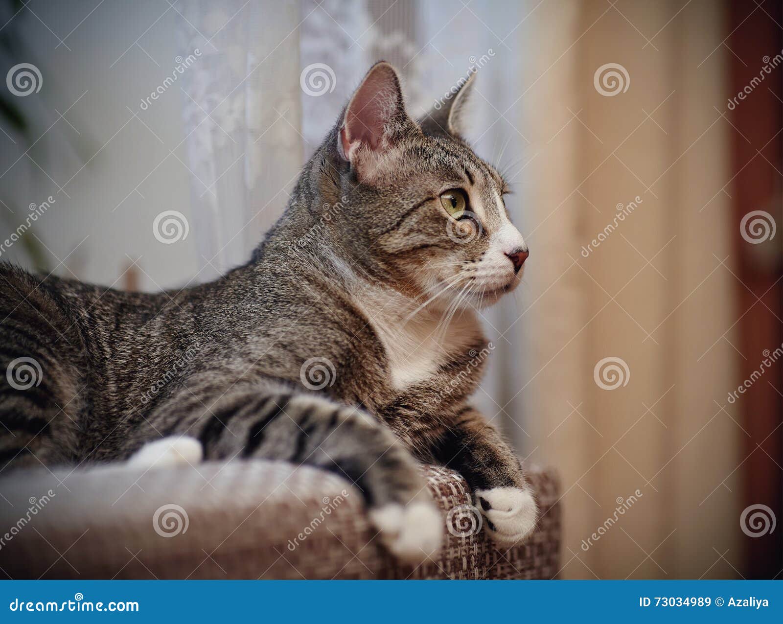 Chat Raye Gris Avec Les Pattes Blanches Image Stock Image Du Furry Chaton