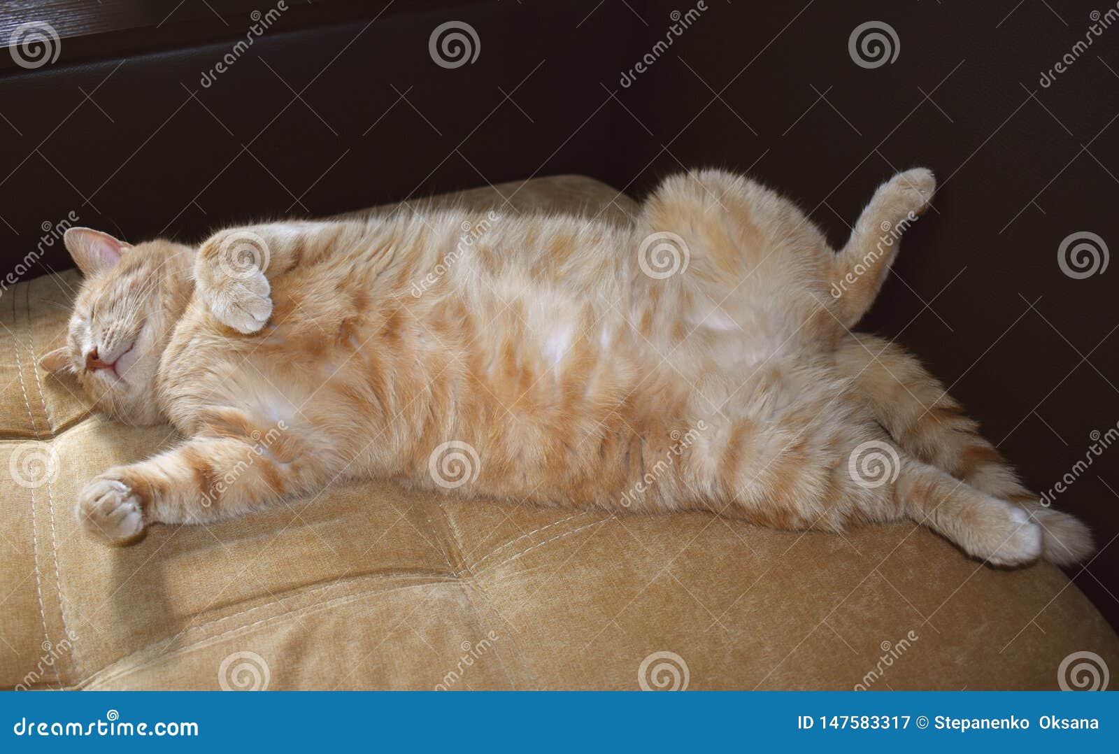 Chat Rouge S Etendant Sur Un Sofa Corps Velu De Ventre Pelucheux Chat Adulte De Refroidissement Domestique Animal Familier Mignon Image Stock Image Du Beau Adulte Chat Rouge S Etendant Sur Un Sofa Corps Velu De Ventre Pelucheux Chat Adulte De Refroidissement Domestique Animal Familier Mignon Image Stock Image Du Beau Adulte