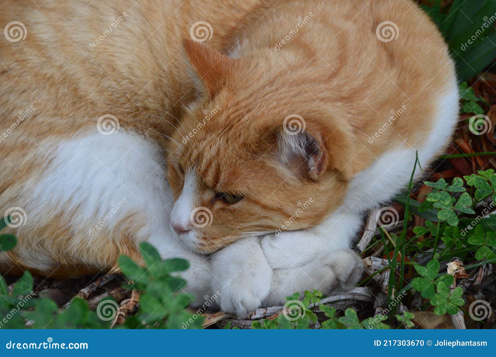 Chat Roux Recroqueville Sur Un Lit De Trefle Vient De Se Reveiller De La Sieste Photo Stock Image Du Contraste Tete