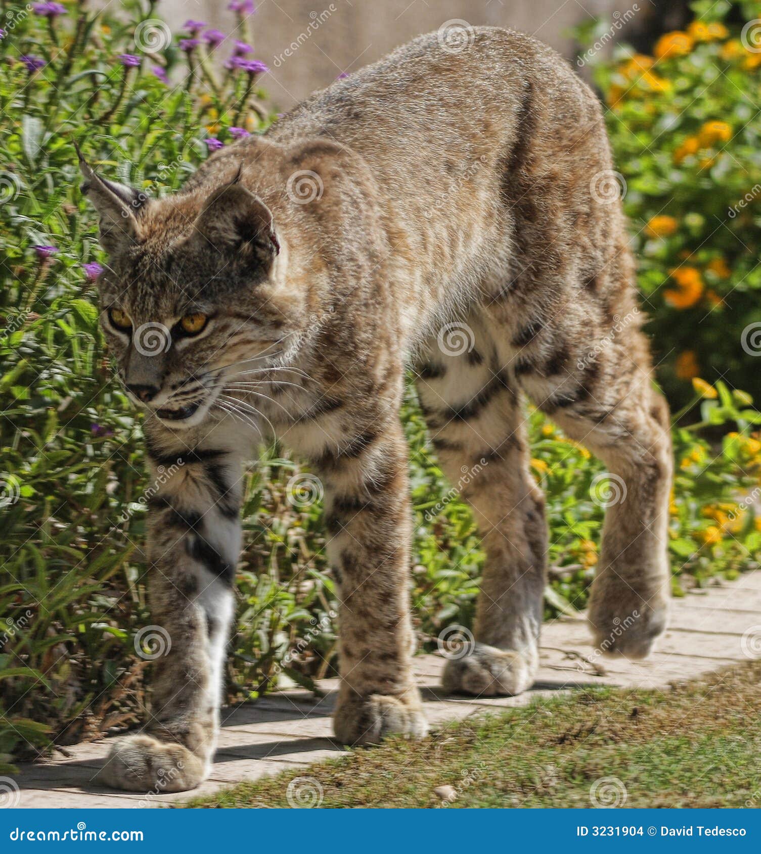 Chat Sauvage Photo Stock Image Du Phenix Lion Scottsdale