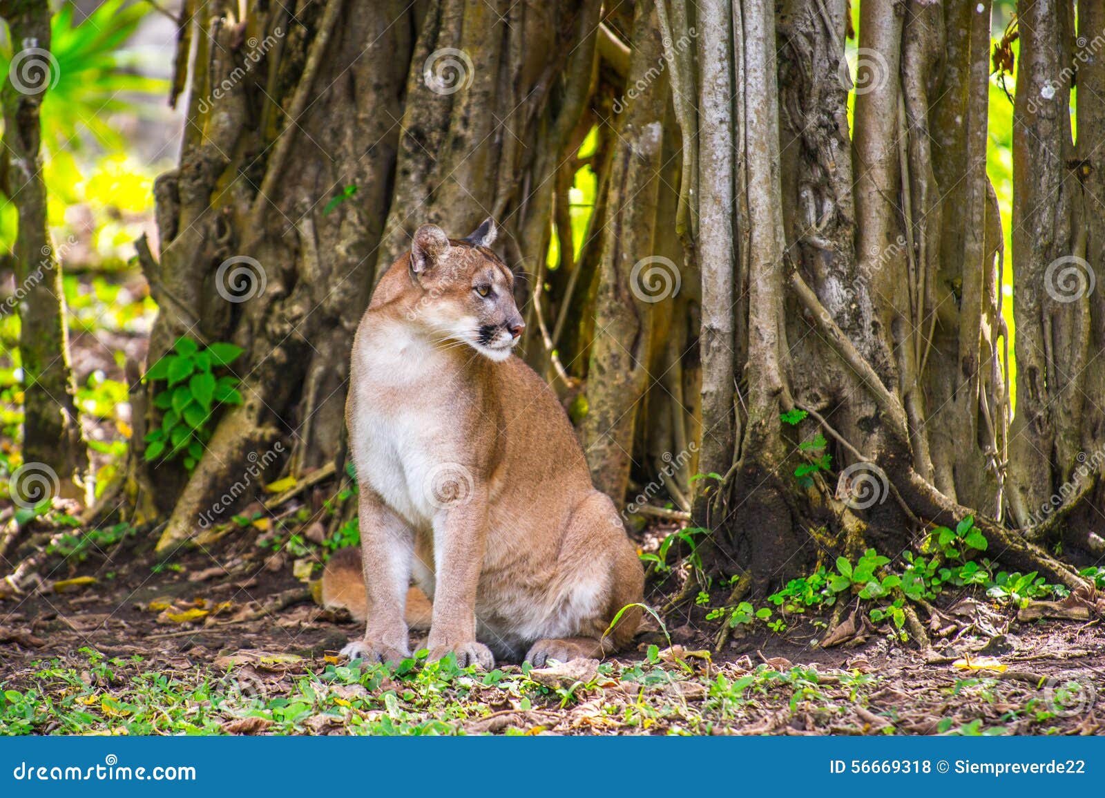 Chat Sauvage Dans La Jungle Photo stock Image du attaque, amérique