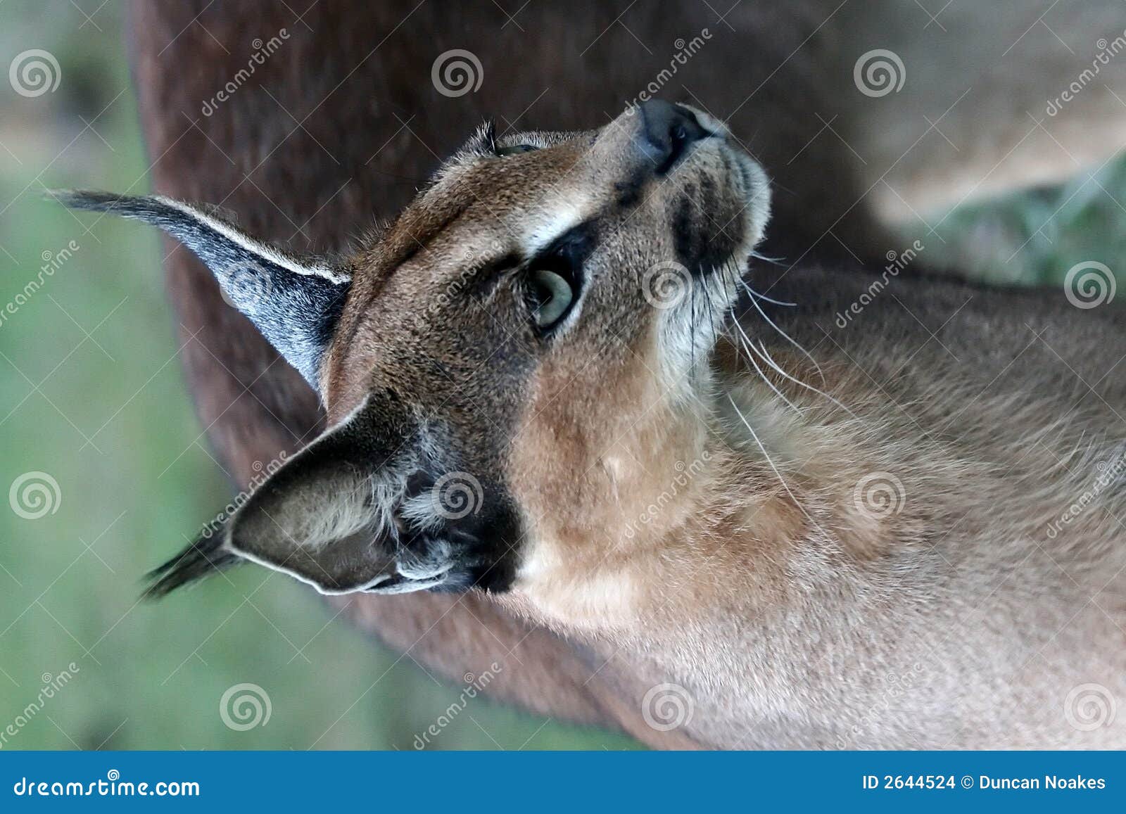 Chat Sauvage De Caracal Photo Stock Image Du Afrique