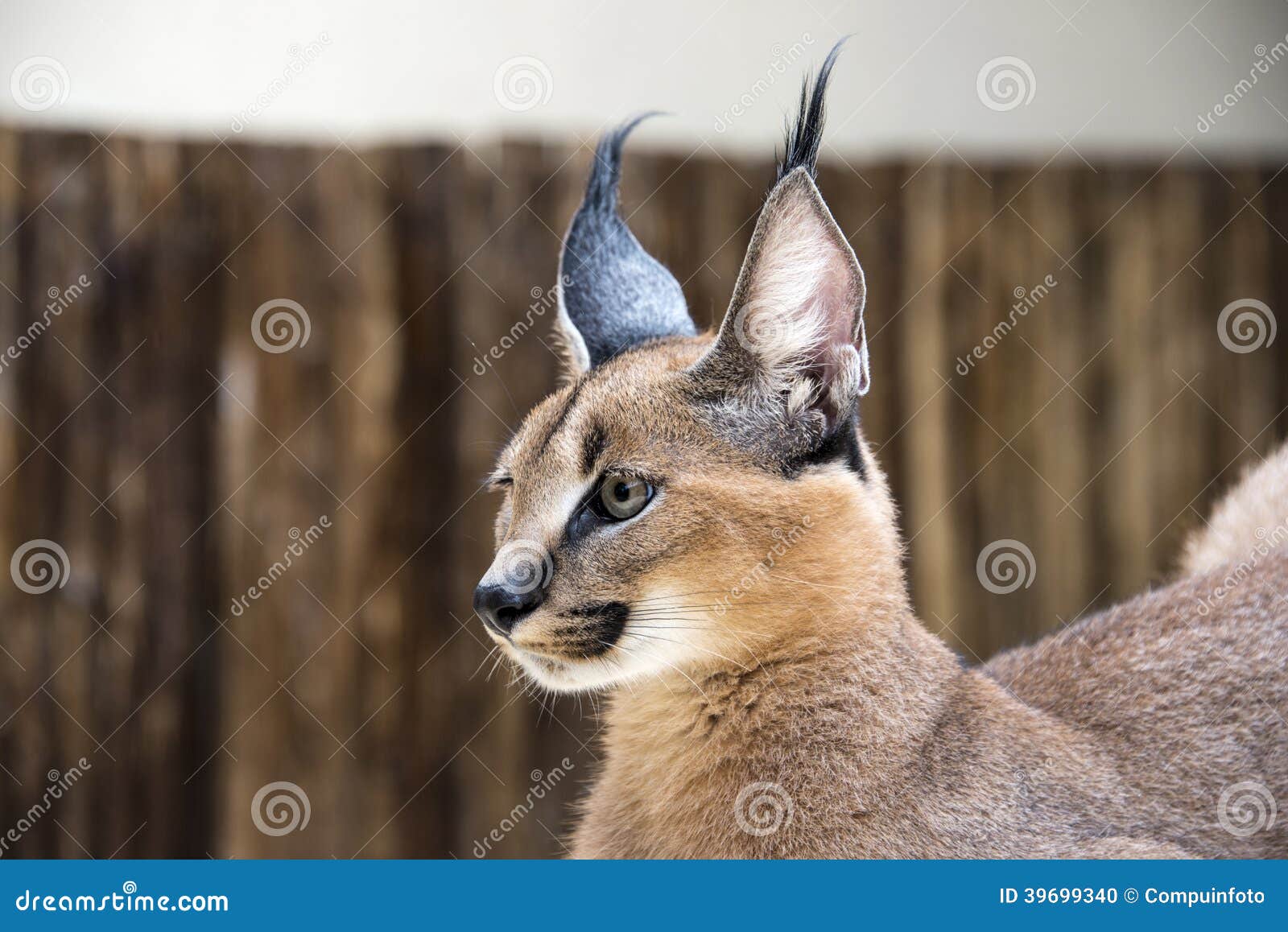 Chat Sauvage De Lynx En Afrique Photo Stock Image Du Afrique Lynx