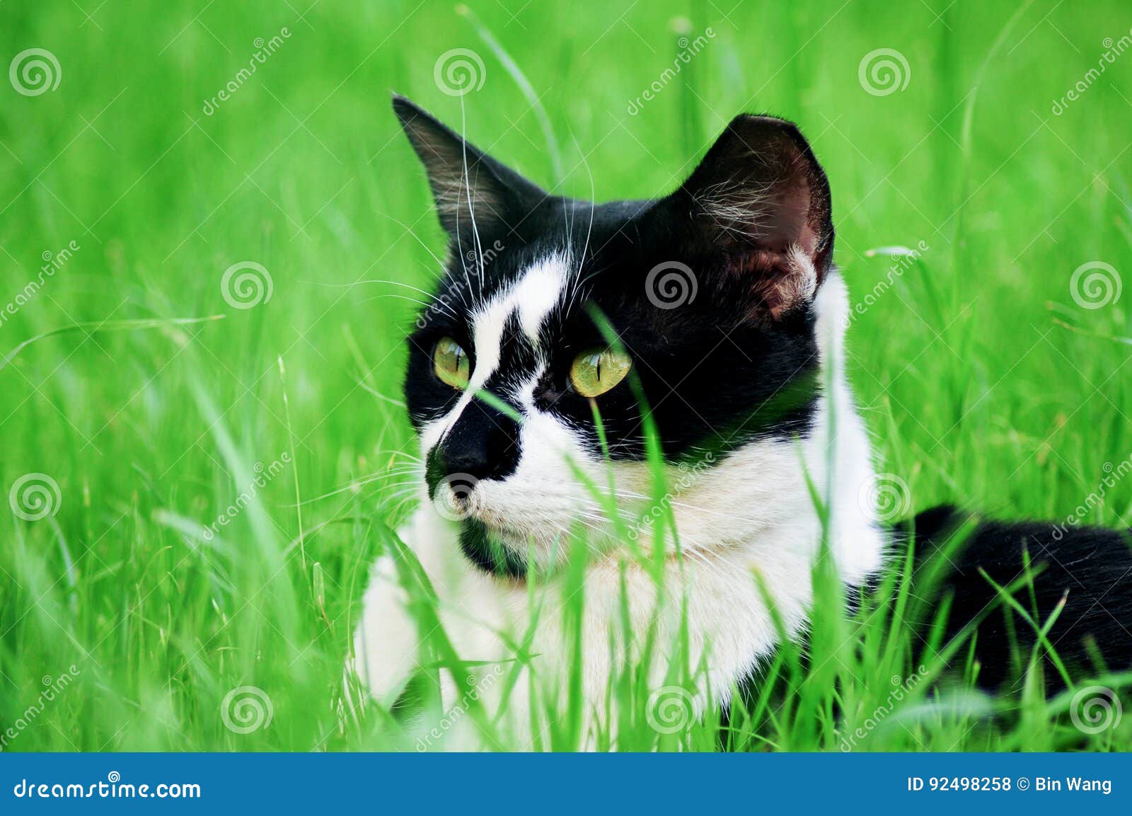 Chat Sauvage Noir Et Blanc Photo Stock Image Du Pris 92498258