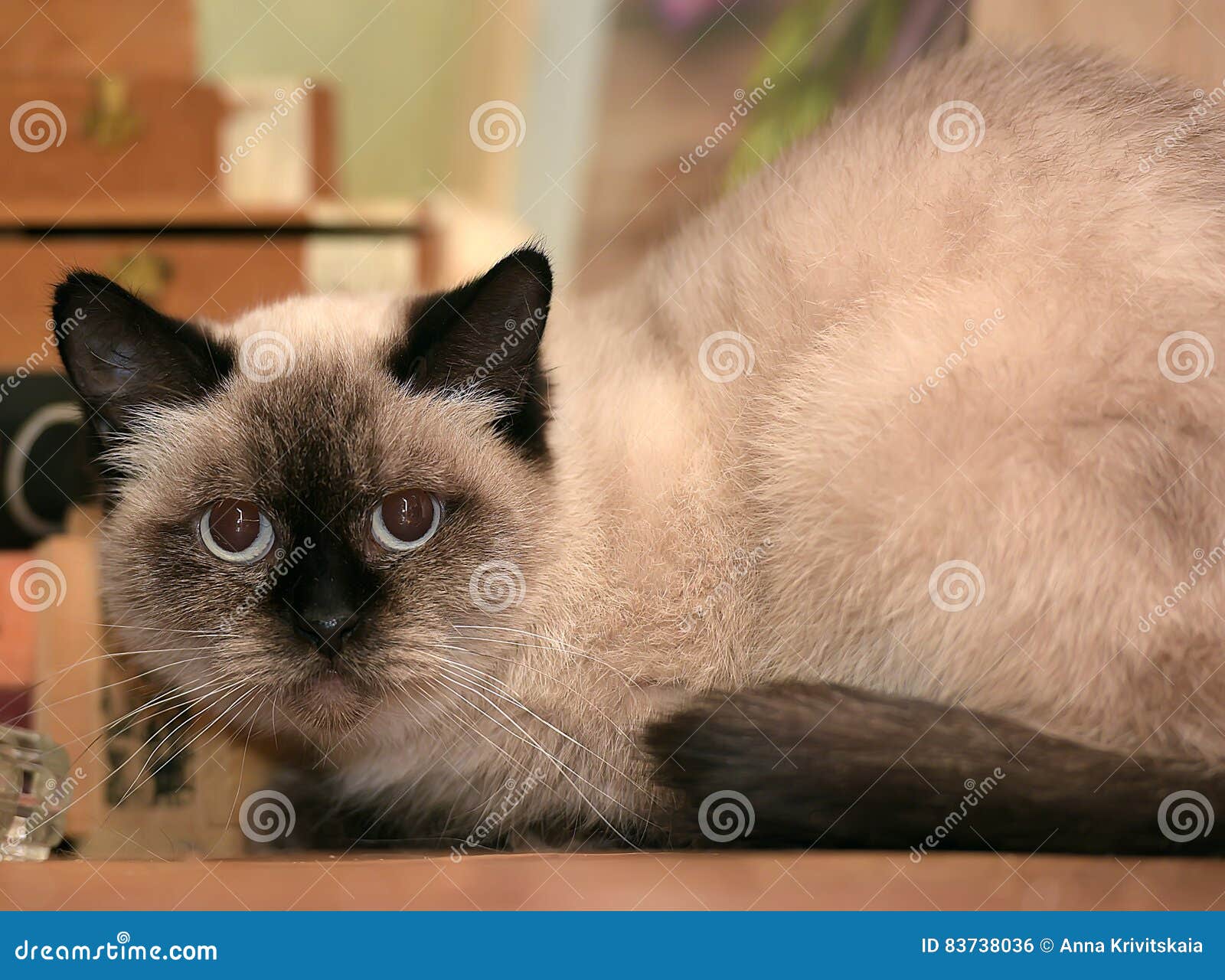 Chat Siamois Photo Stock Image Du Beau Chocolat Brun Chat Siamois Photo Stock Image Du Beau Chocolat Brun