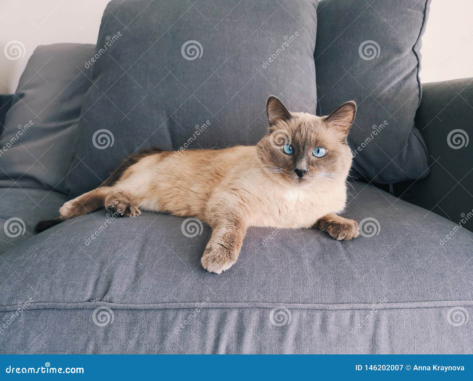 Chat Siamois Au Lit Image Stock Image Du Chat Bleu Chat Siamois Au Lit Image Stock Image Du Chat Bleu