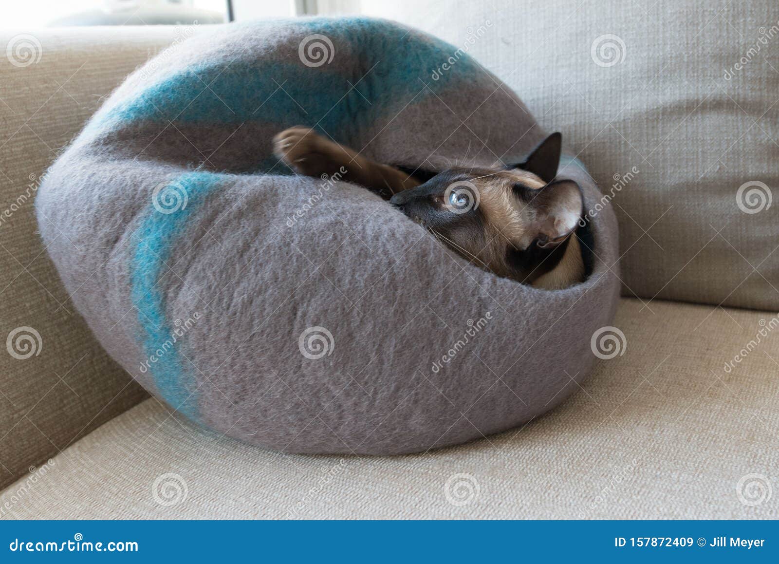 Chat Siamois Idiot Dans La Grotte Des Chats Image Stock Image Du Cage Construction Chat Siamois Idiot Dans La Grotte Des Chats Image Stock Image Du Cage Construction