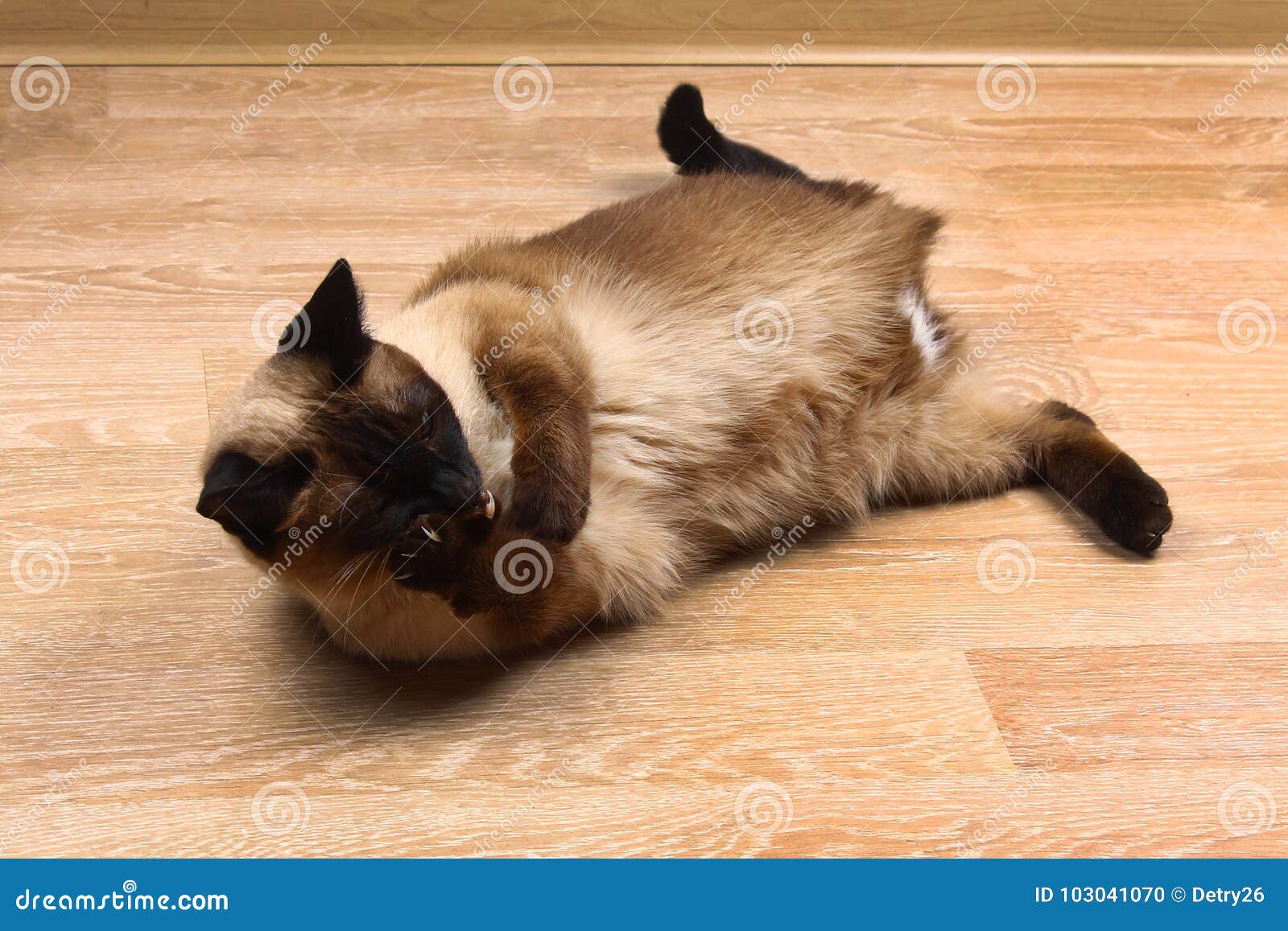 Chat Siamois Ou Thailandais Lechant La Patte Le Chat Est Handicape Trois Pattes Aucun Membre Photo Stock Image Du Pelucheux Soin