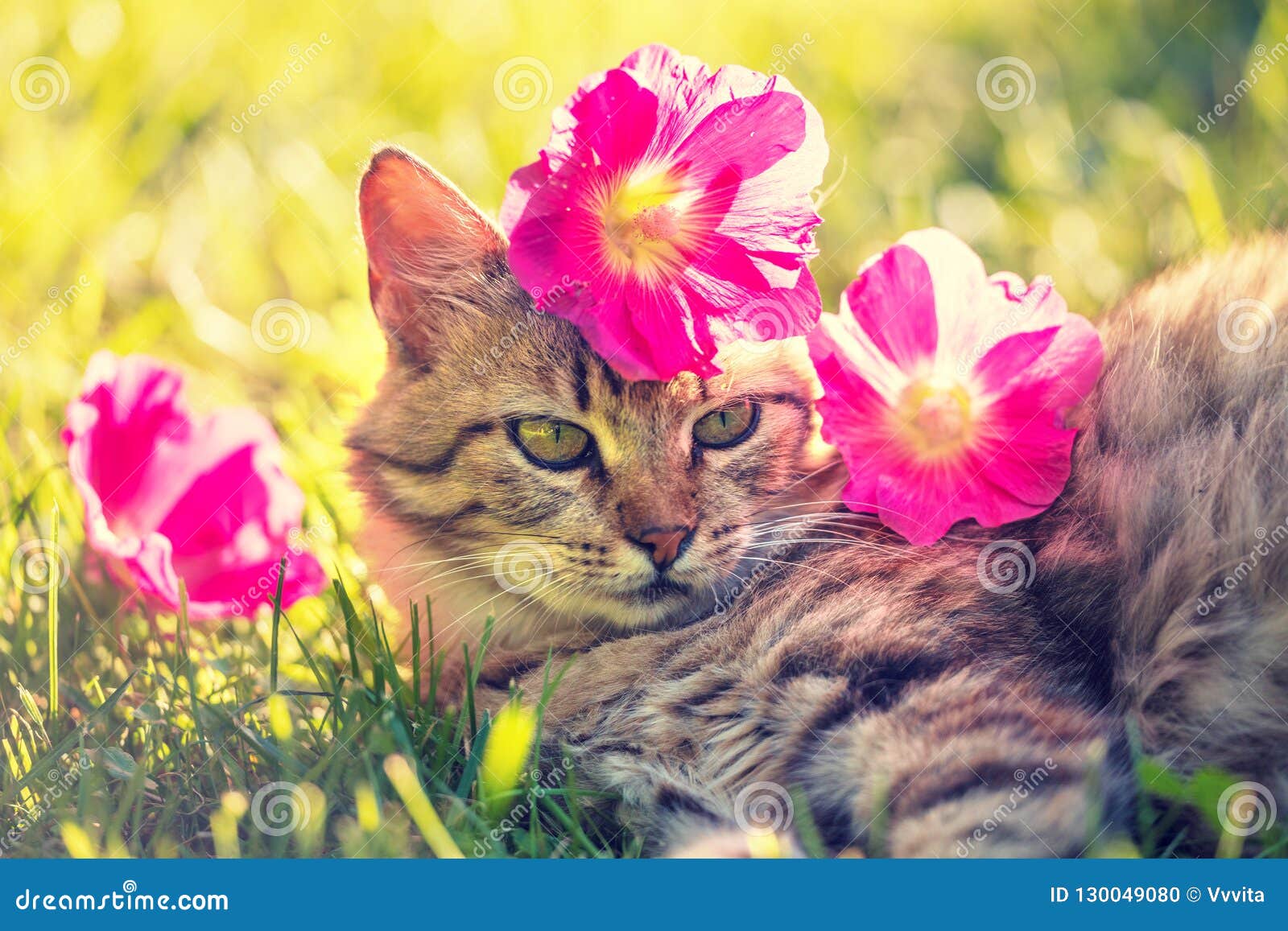 Chat Siberien Avec Des Fleurs Sur La Tete Photo Stock Image Du Siberien Avec