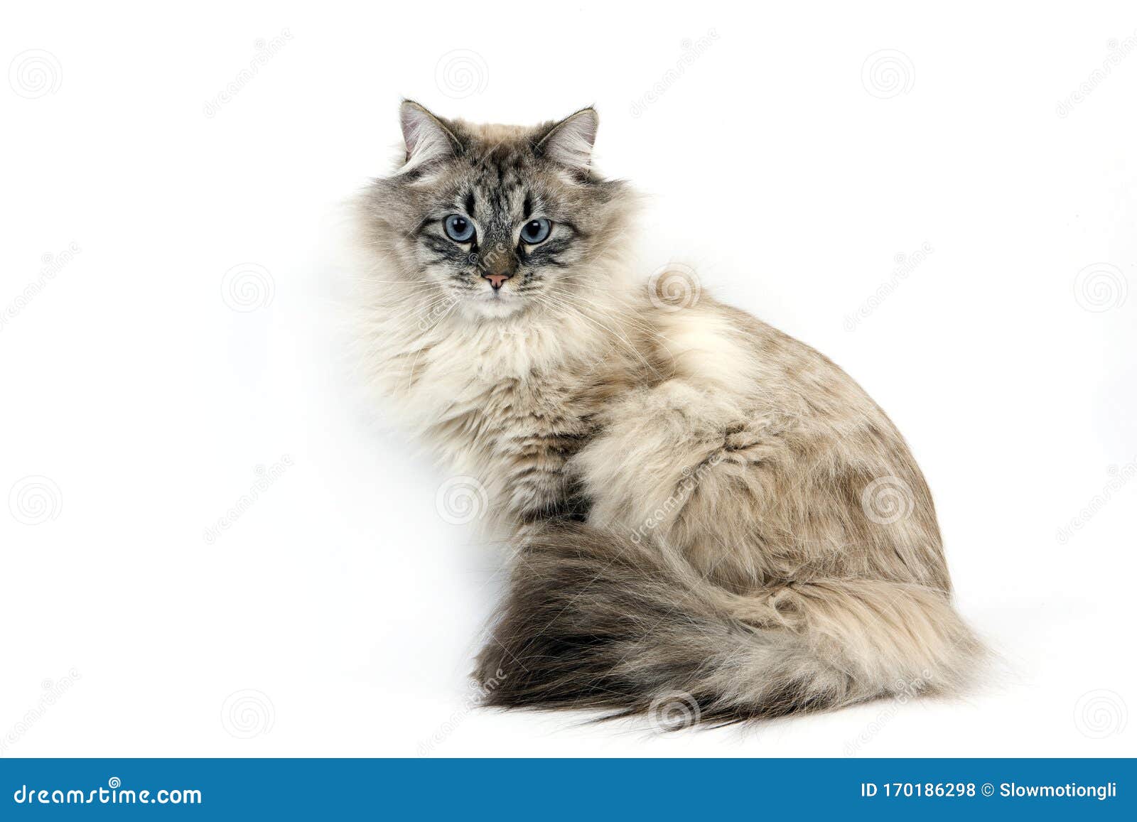 Chat Siberien Stock Photo Image Of Full Medium Siberian