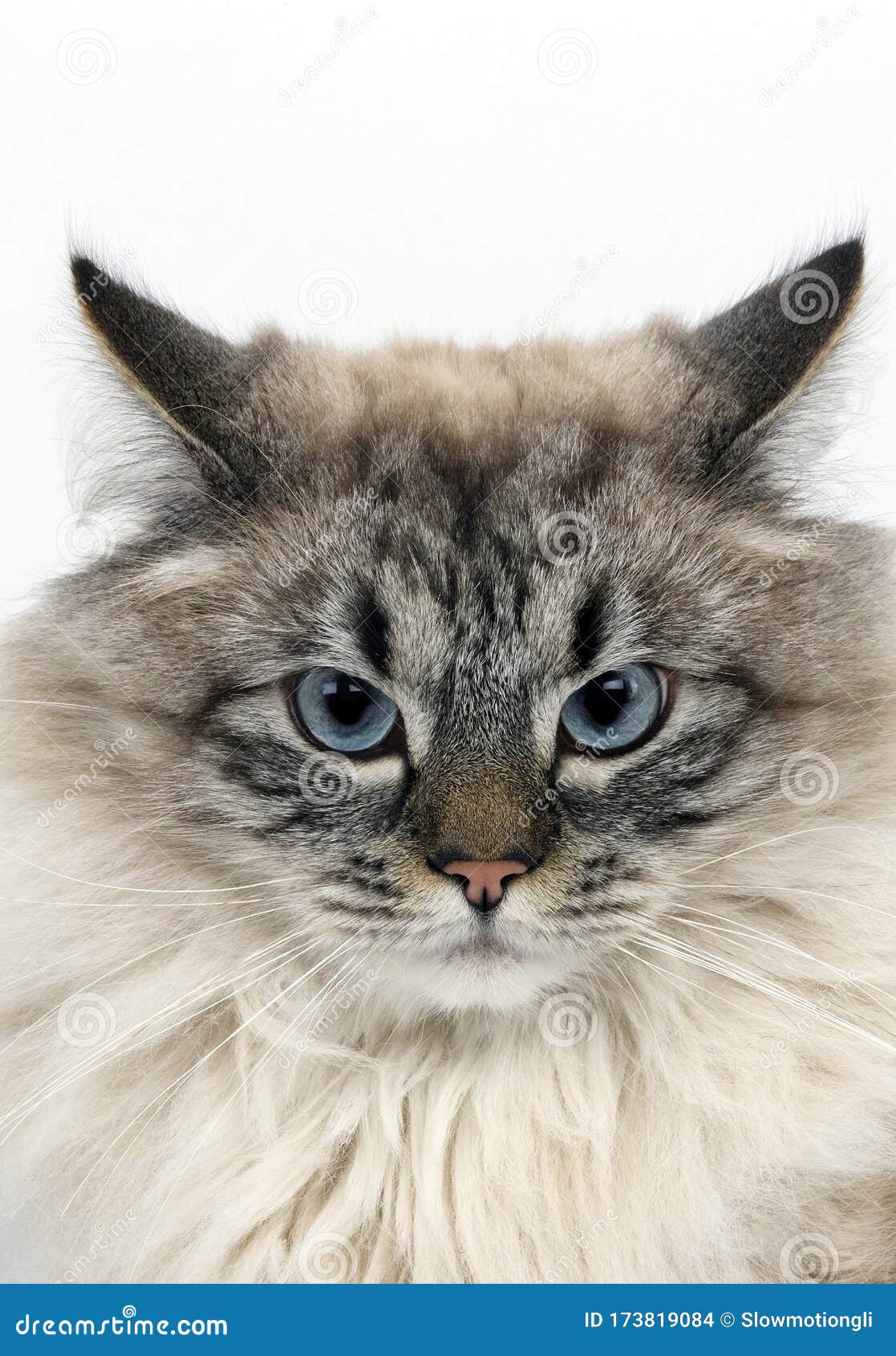 Chat Siberien Stock Photo Image Of Neva Adult Domestic