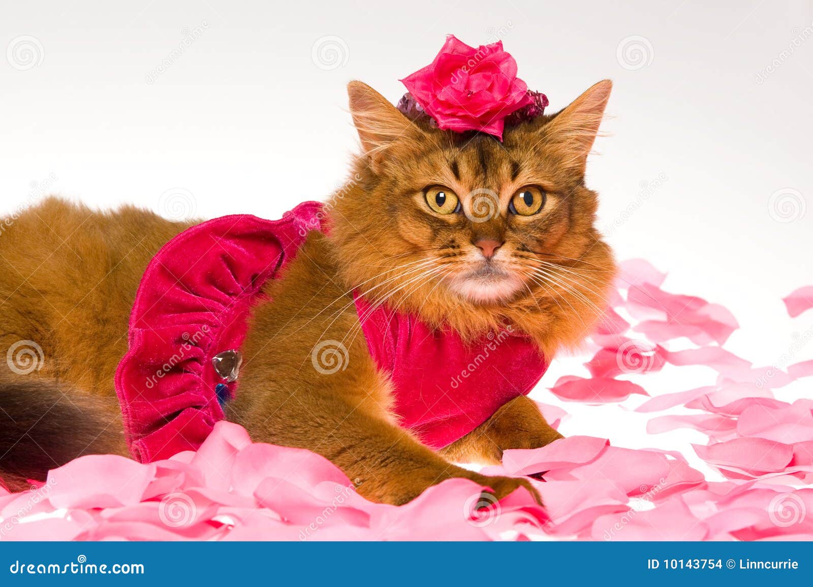 Chat Somali Mignon Utilisant La Robe Rose Et Le Chapeau Rose Photo Stock Image Du Somali Chat Chat Somali Mignon Utilisant La Robe Rose Et Le Chapeau Rose Photo Stock Image Du Somali Chat