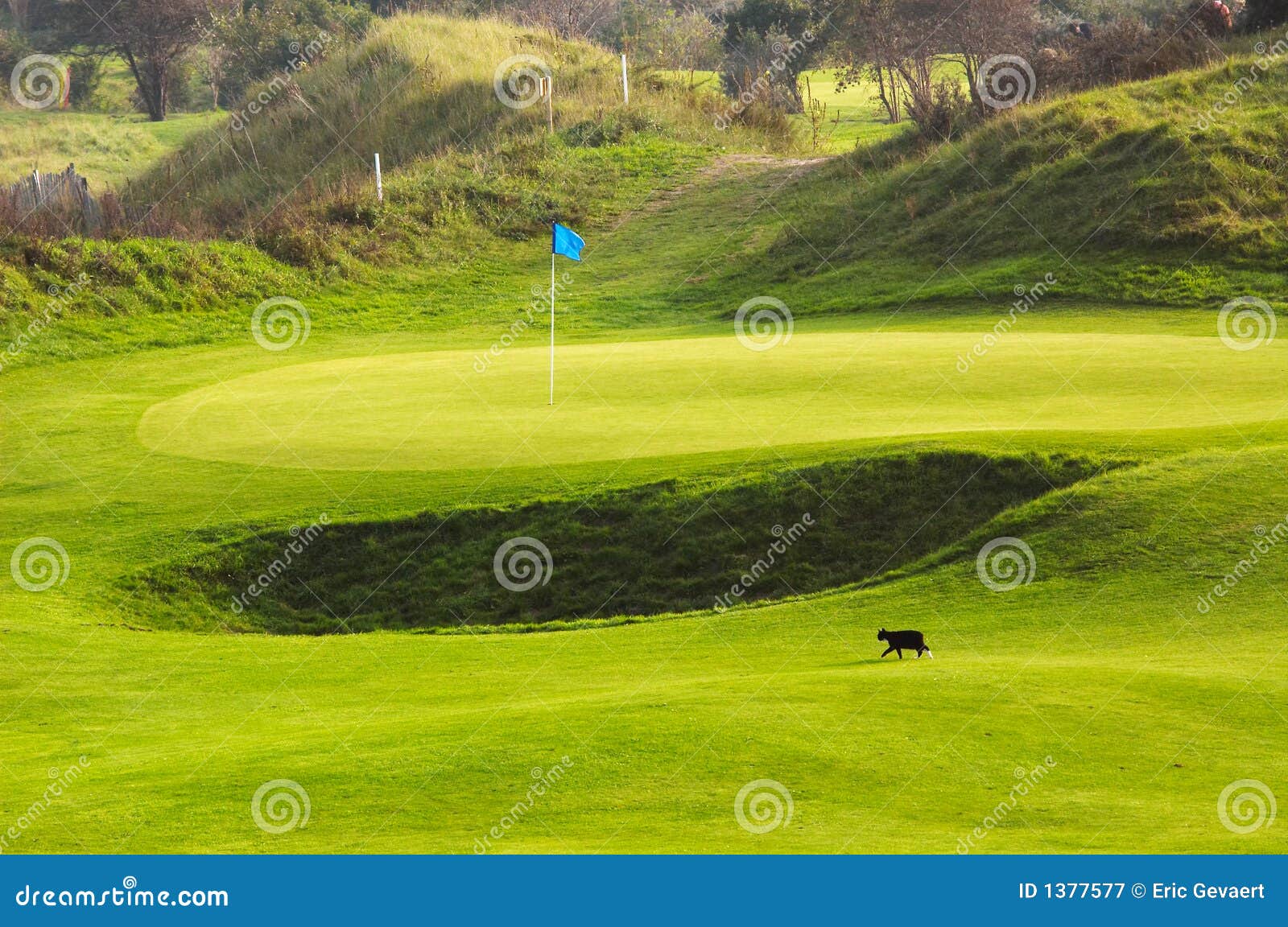 Chat Sur Le Terrain De Golf Image stock Image du herbe, coup 1377577
