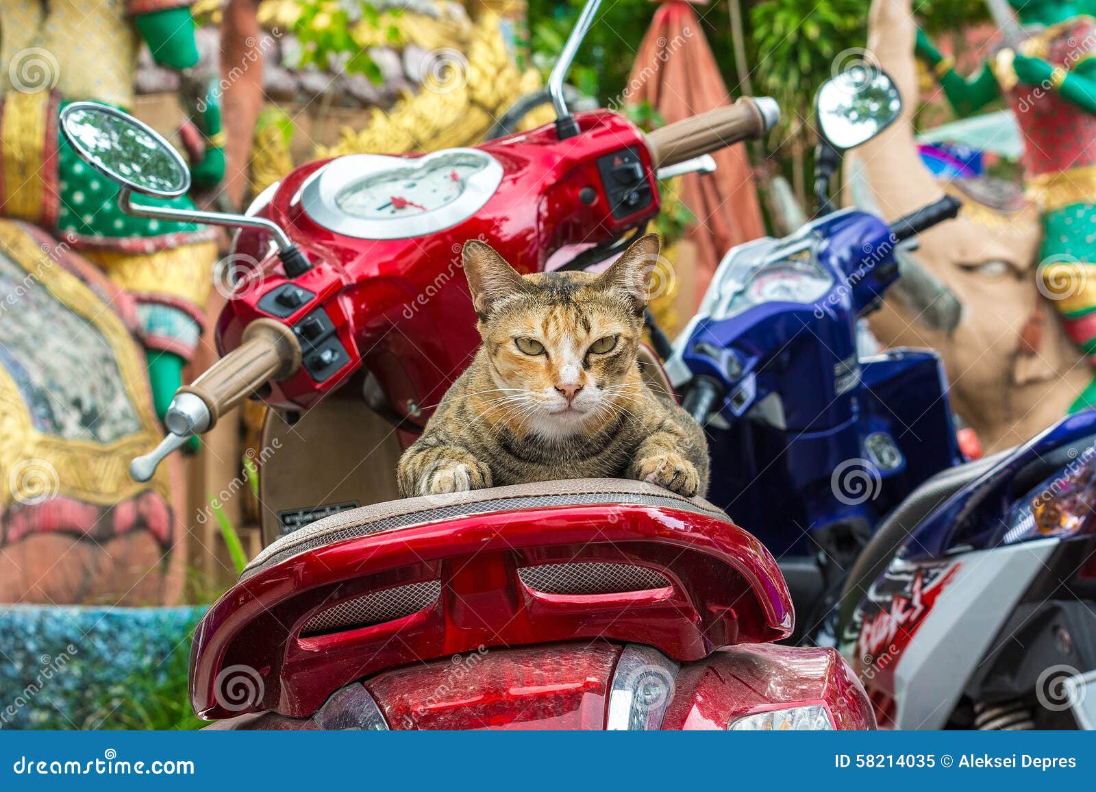 Chat Sur Une Moto Image Stock Image Du Chaton Course