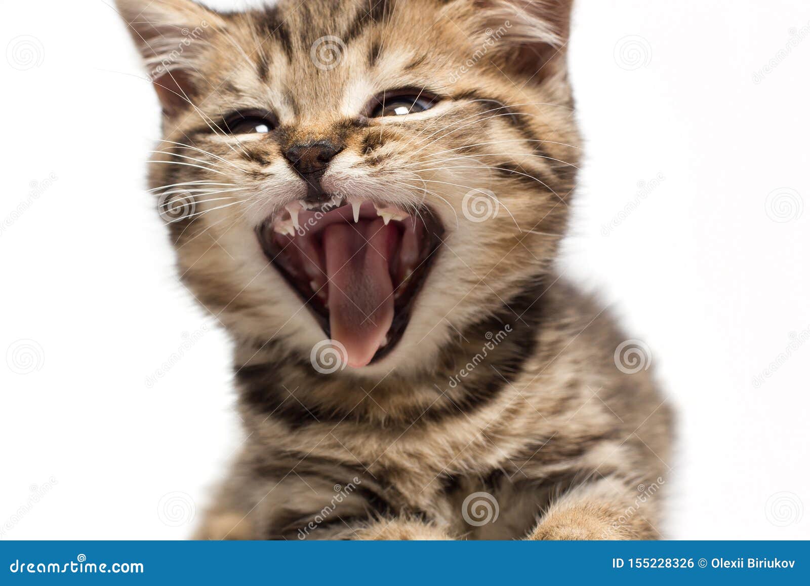 Chat Tigre Choque Ou Criard La Bouche Ouverte Du Chaton Photo Stock Image Du Fourrure Drole Chat Tigre Choque Ou Criard La Bouche Ouverte Du Chaton Photo Stock Image Du Fourrure Drole