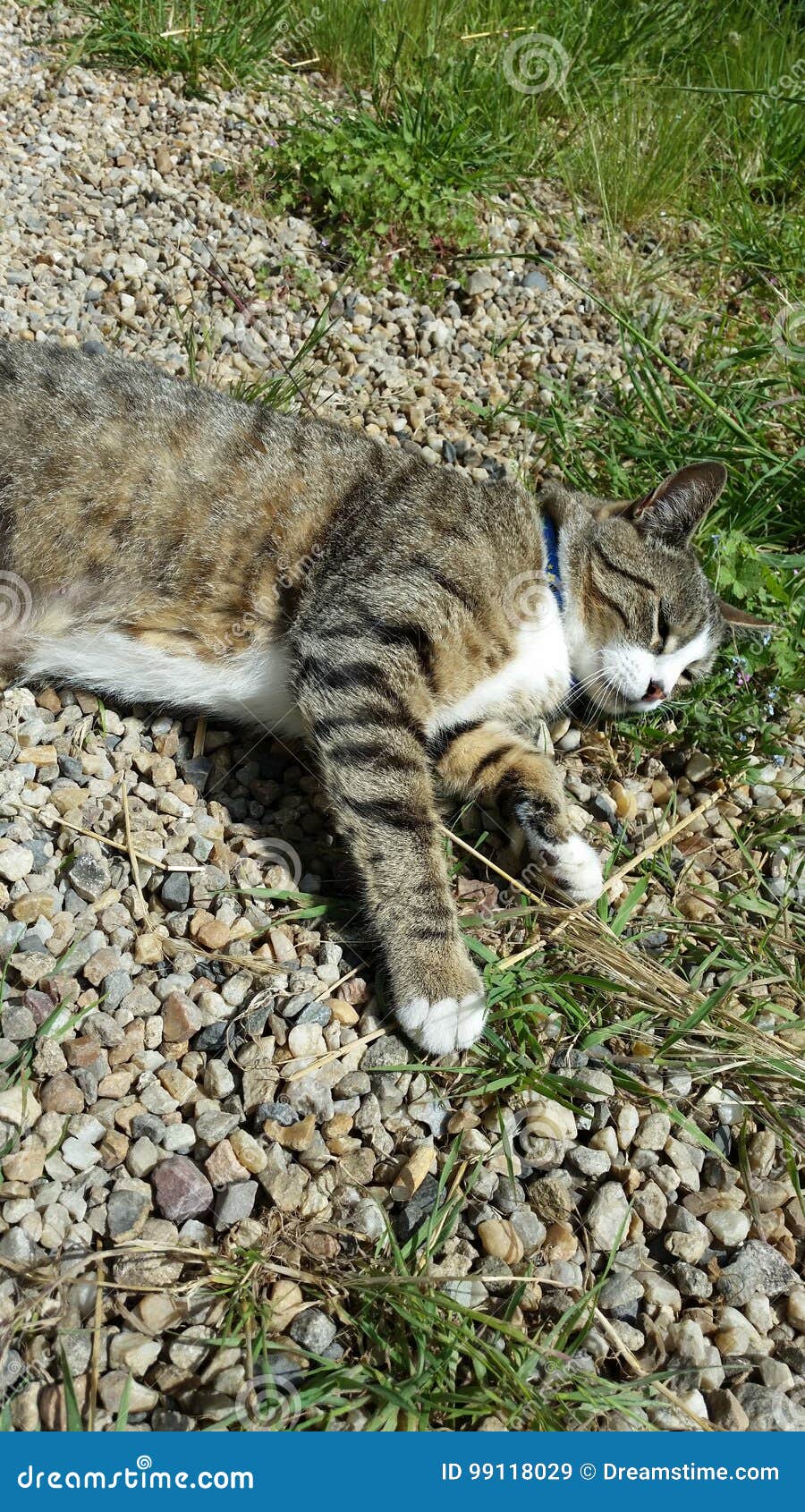 Chat Tigre De Gouttiere Faisant Une Sieste Image Stock Image Du Gutter Museau